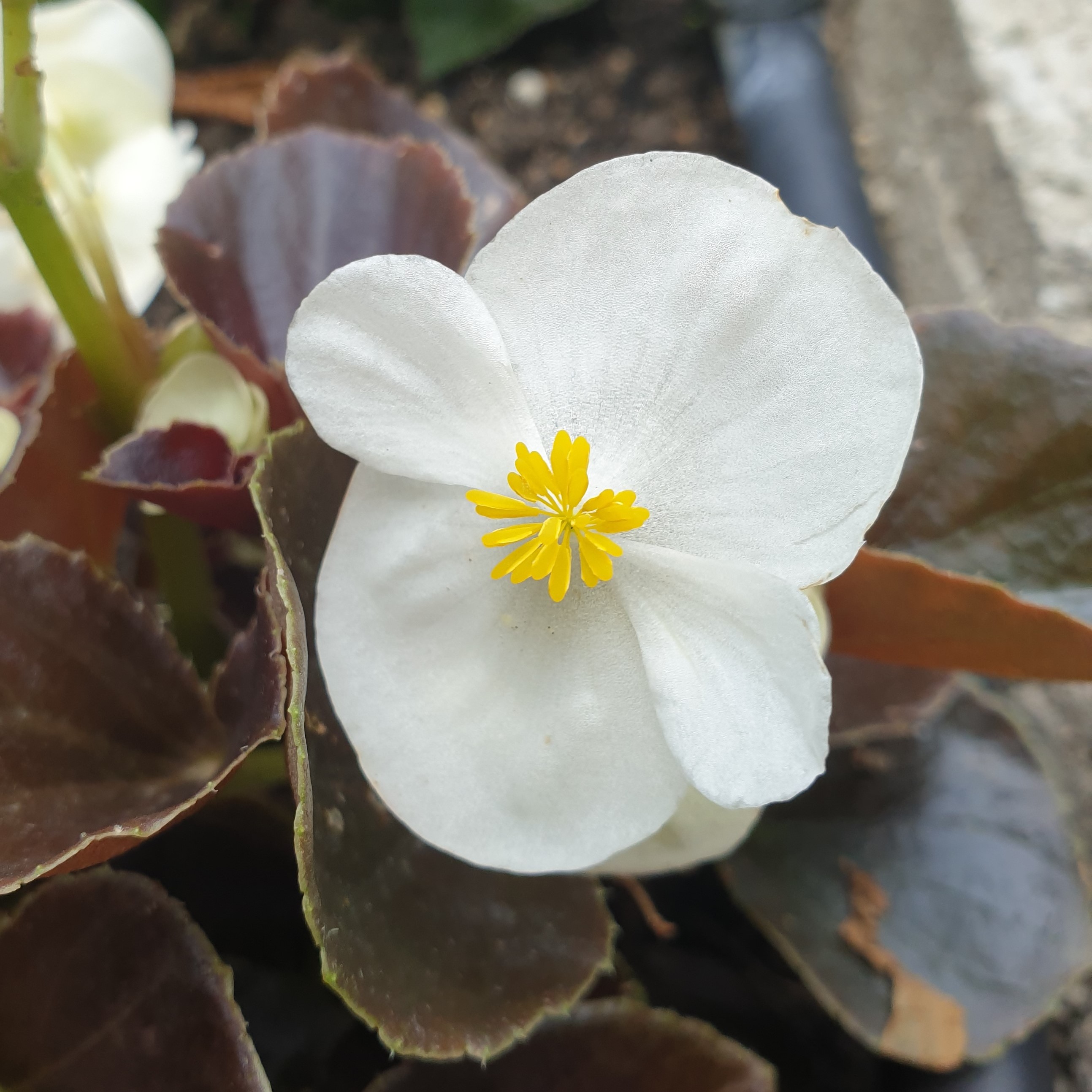 Fleur de bégonia blanc de face