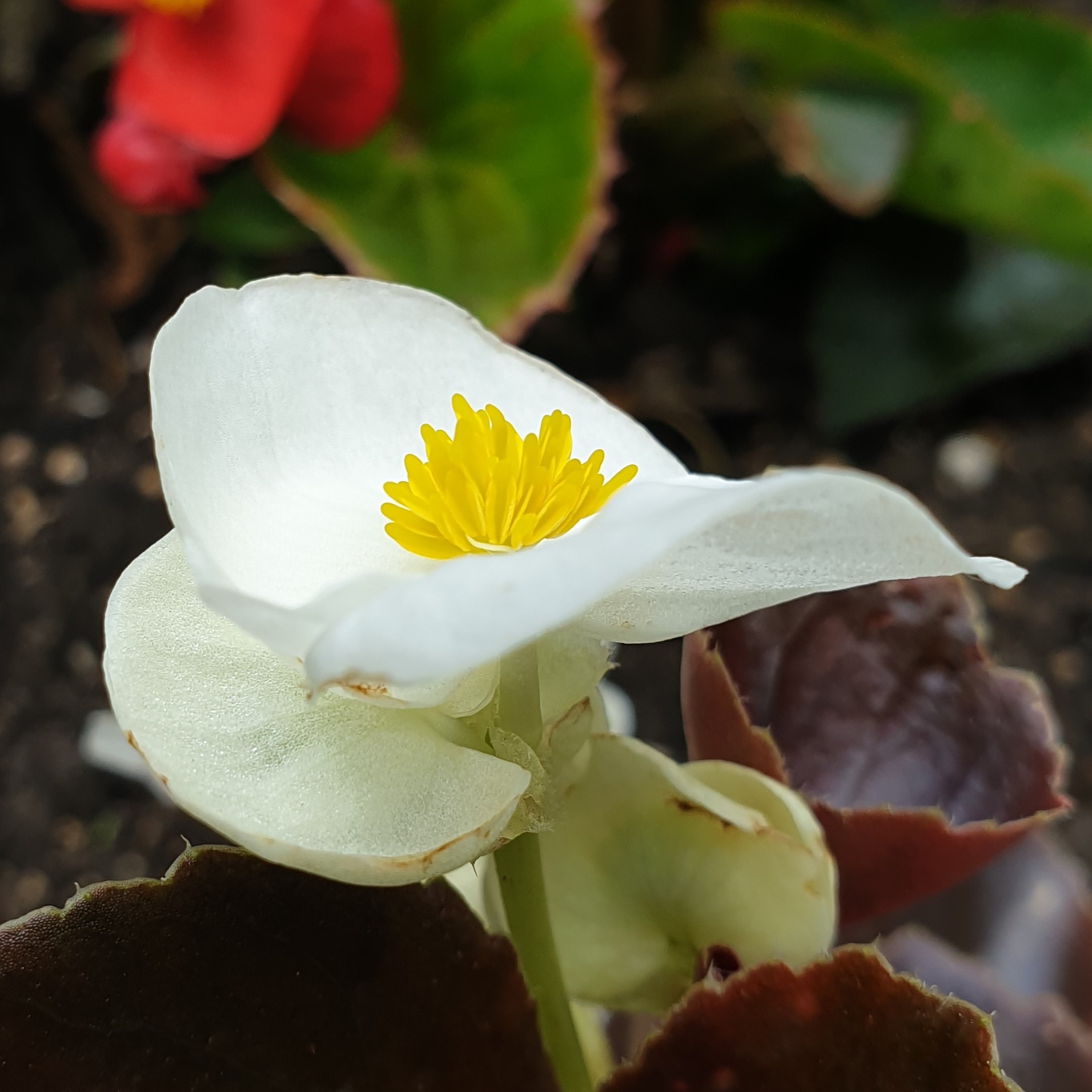 Fleur de bégonia blanc de côté
