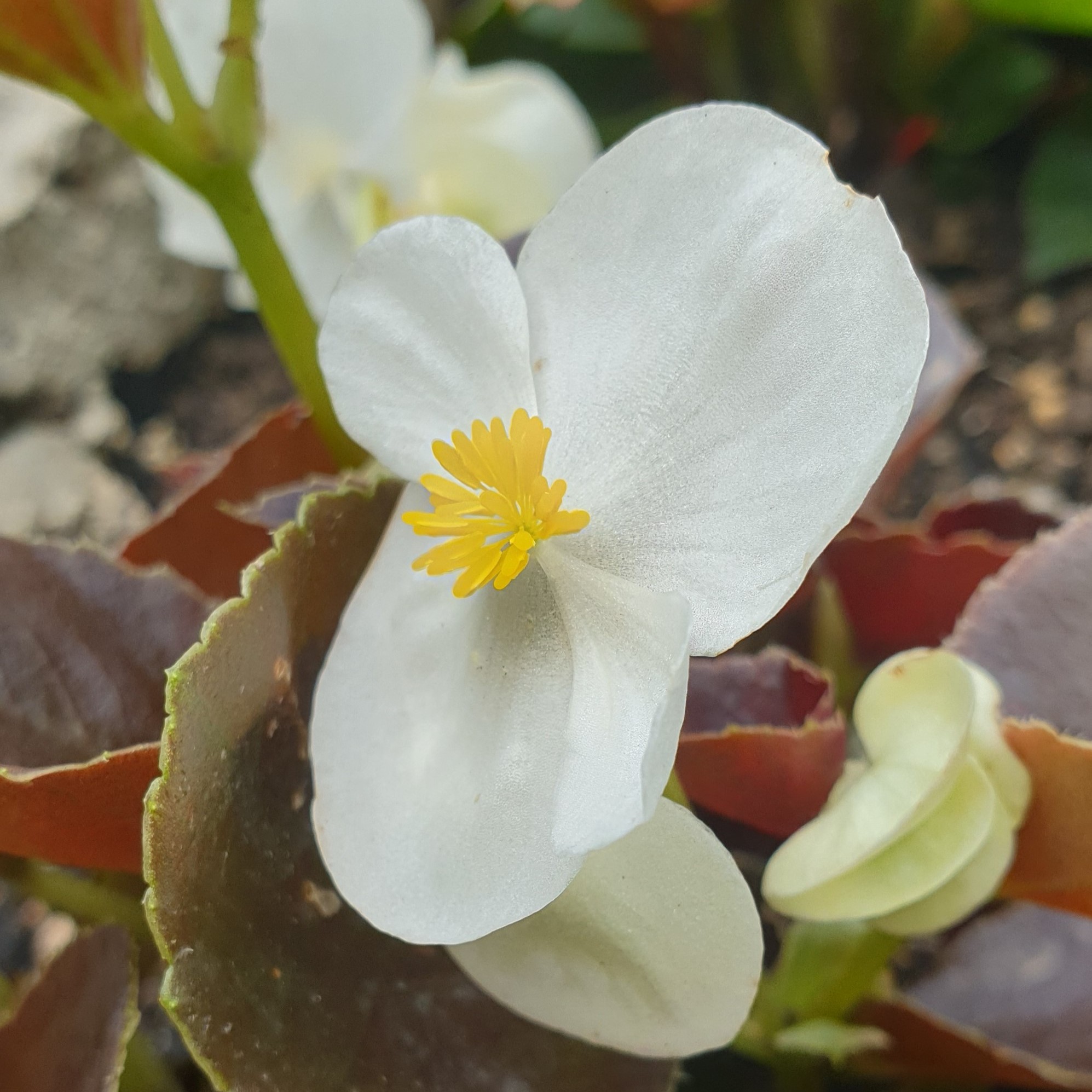 Fleur de bégonia blanc de face