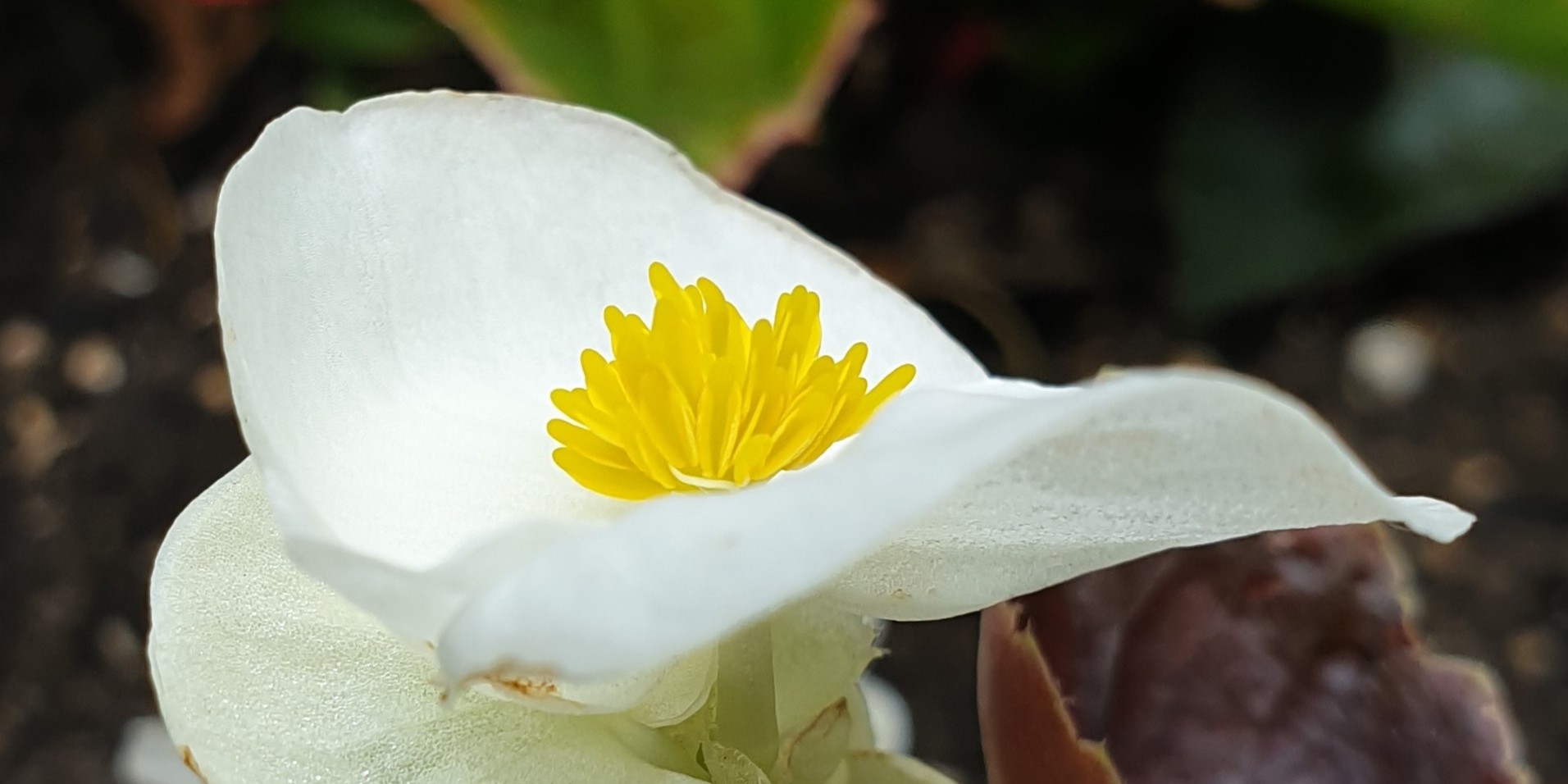 Fleur de bégonia blanc de côté