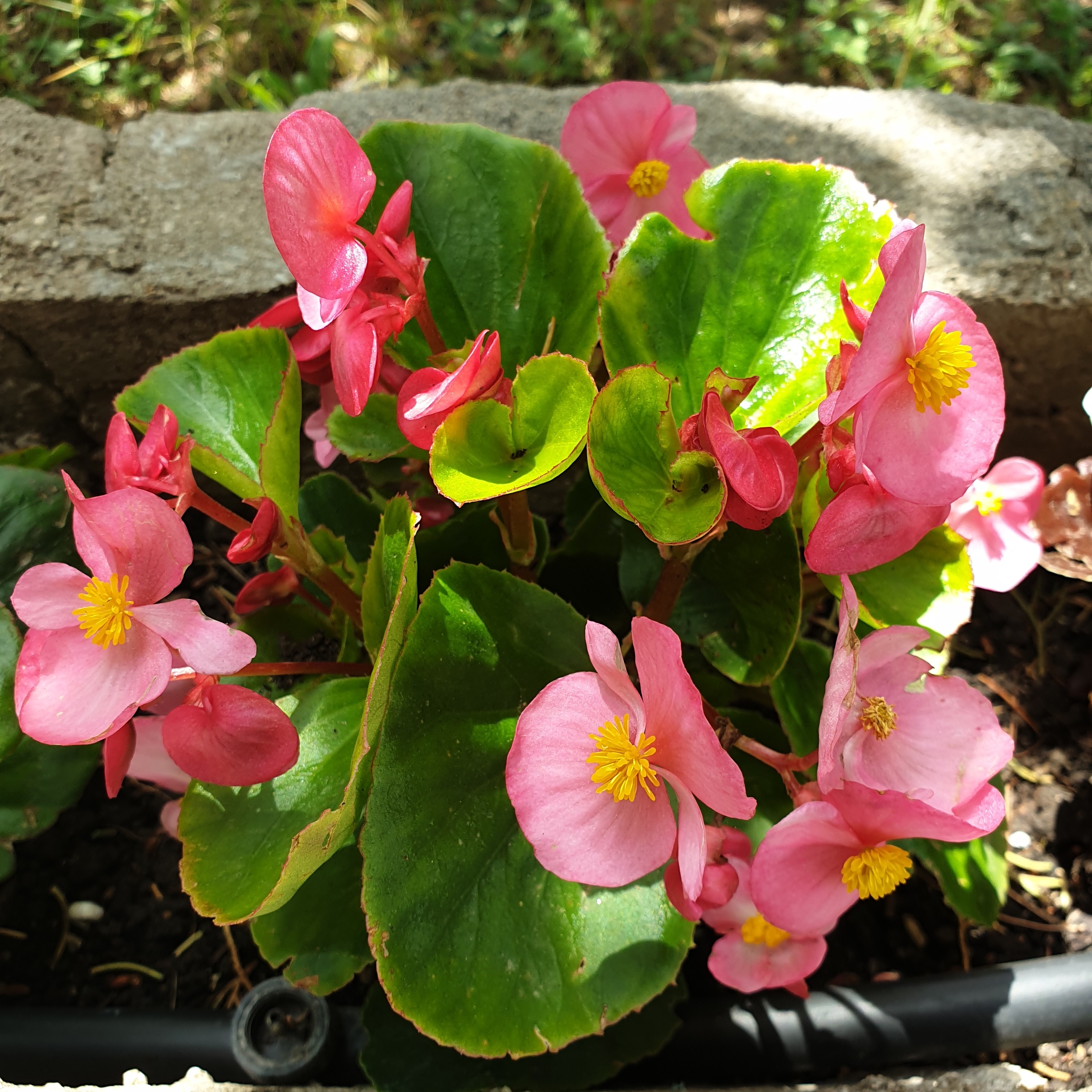 Plan de bégonia rose