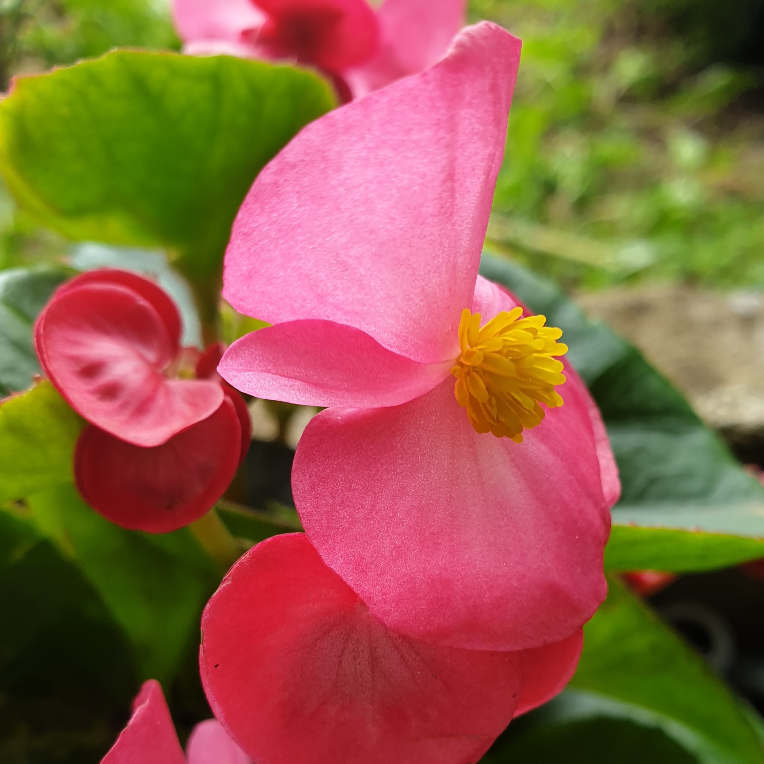 Fleur de bégonia rose de côté