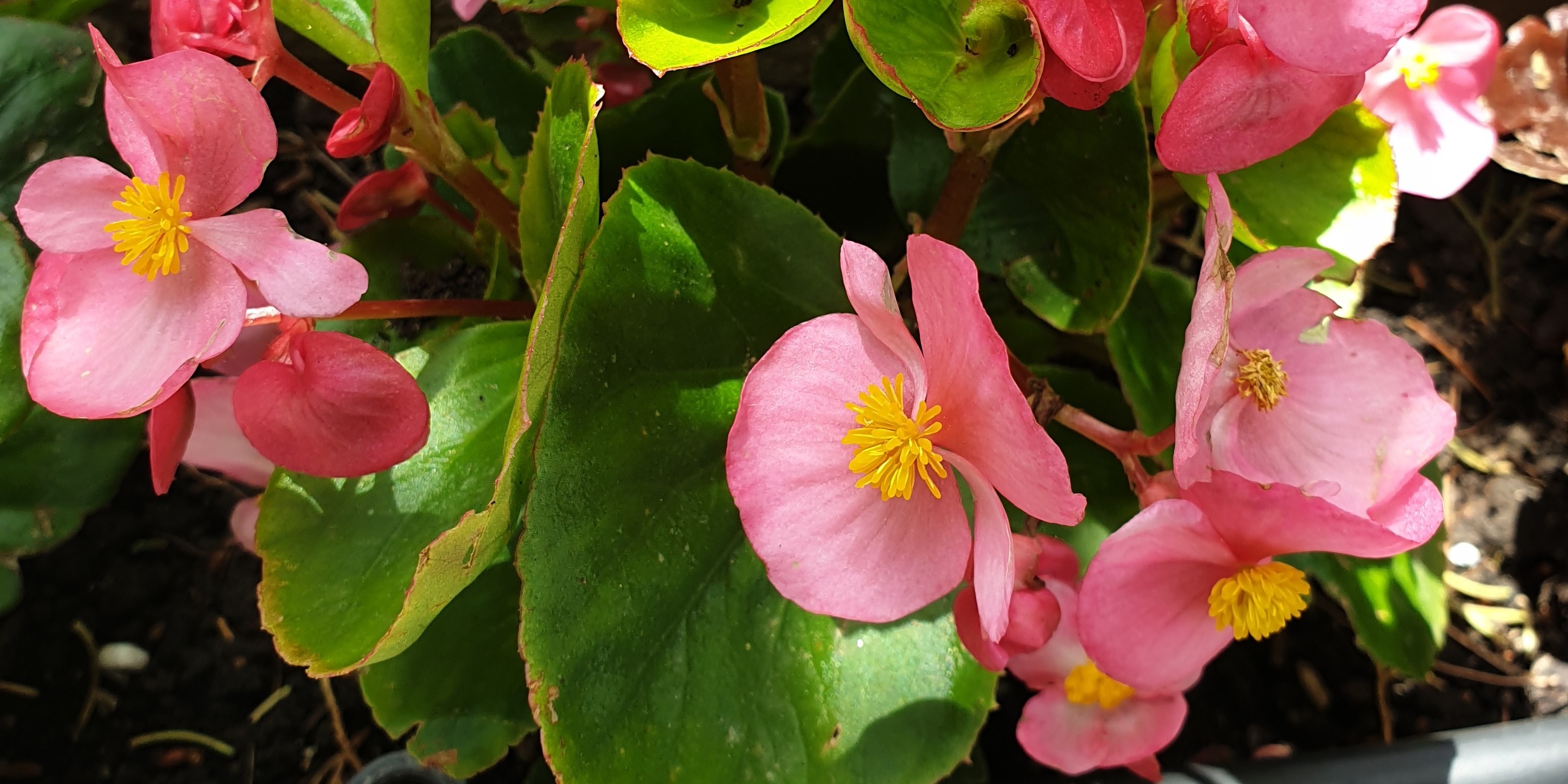 Plan de bégonia rose