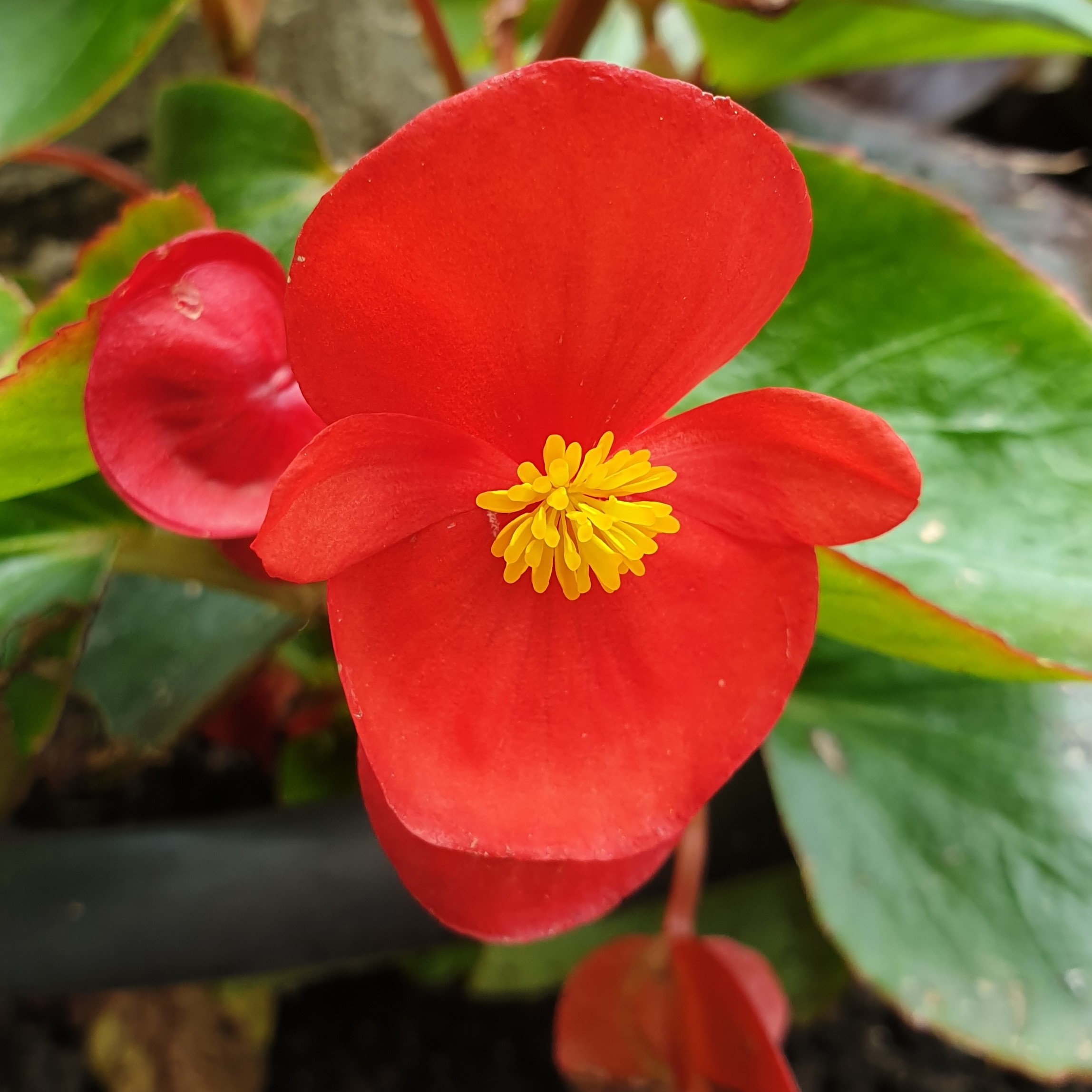 Fleur de bégonia rouge de face