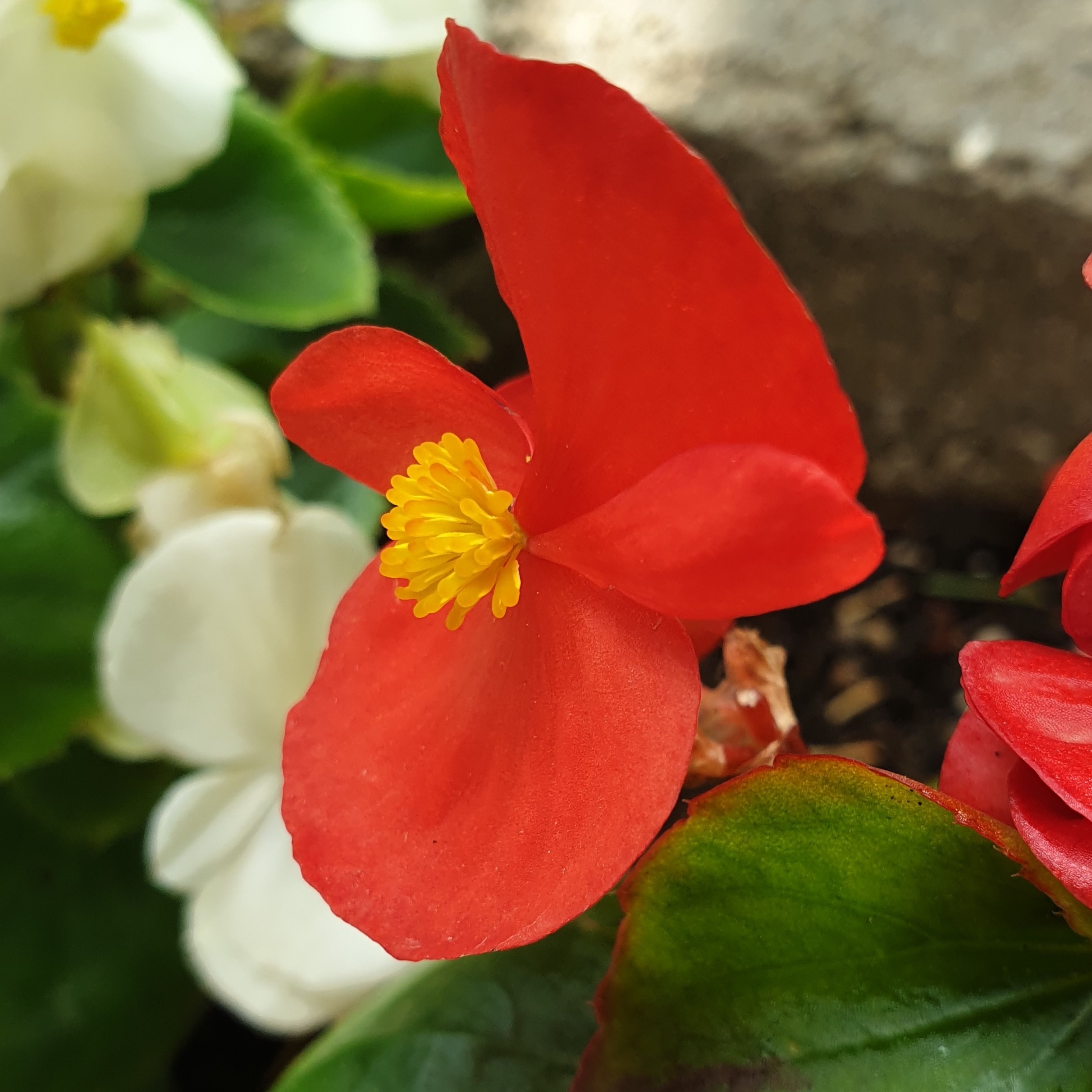 Fleur de bégonia rouge de côté