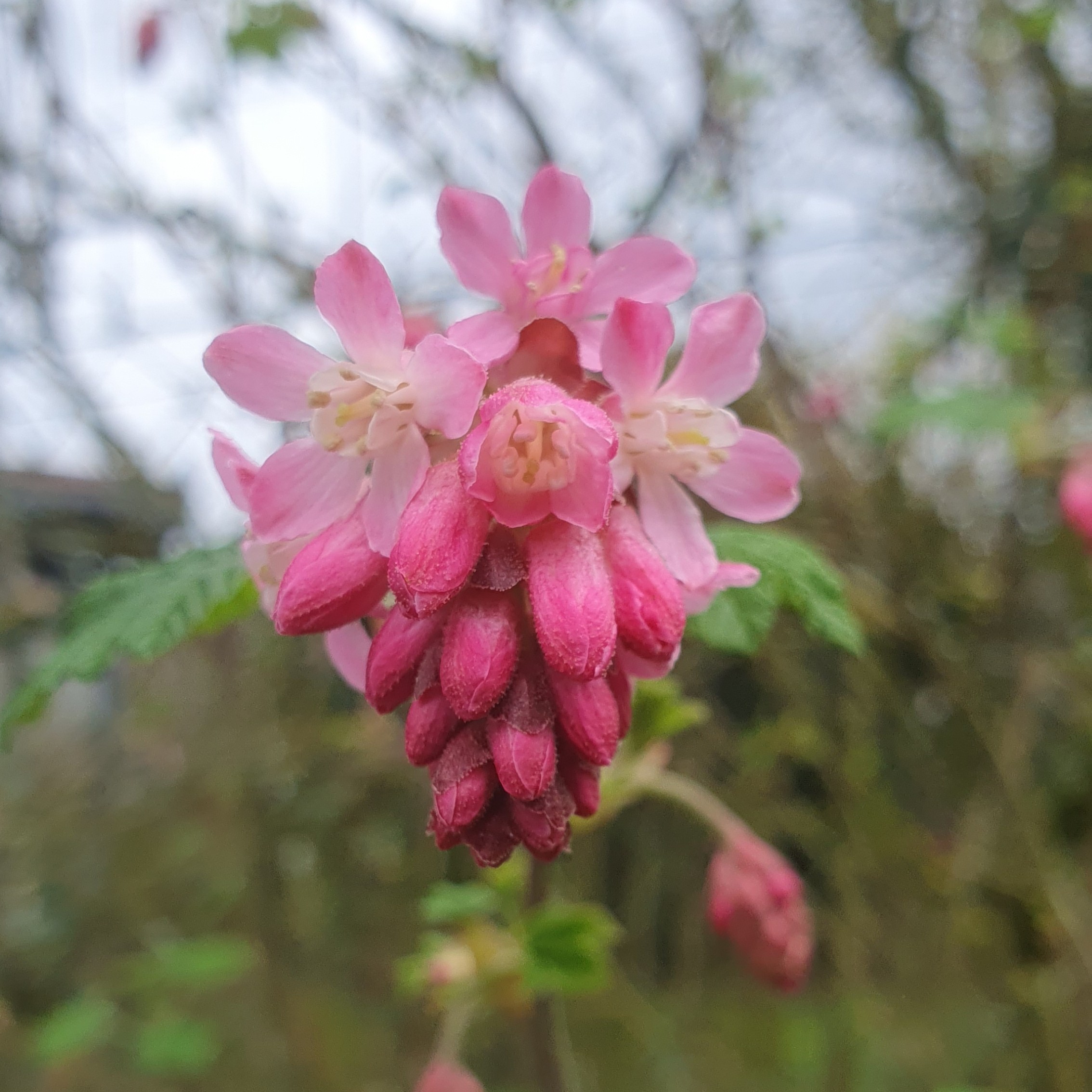 Fleurs de groseiller ouverte en gros plan