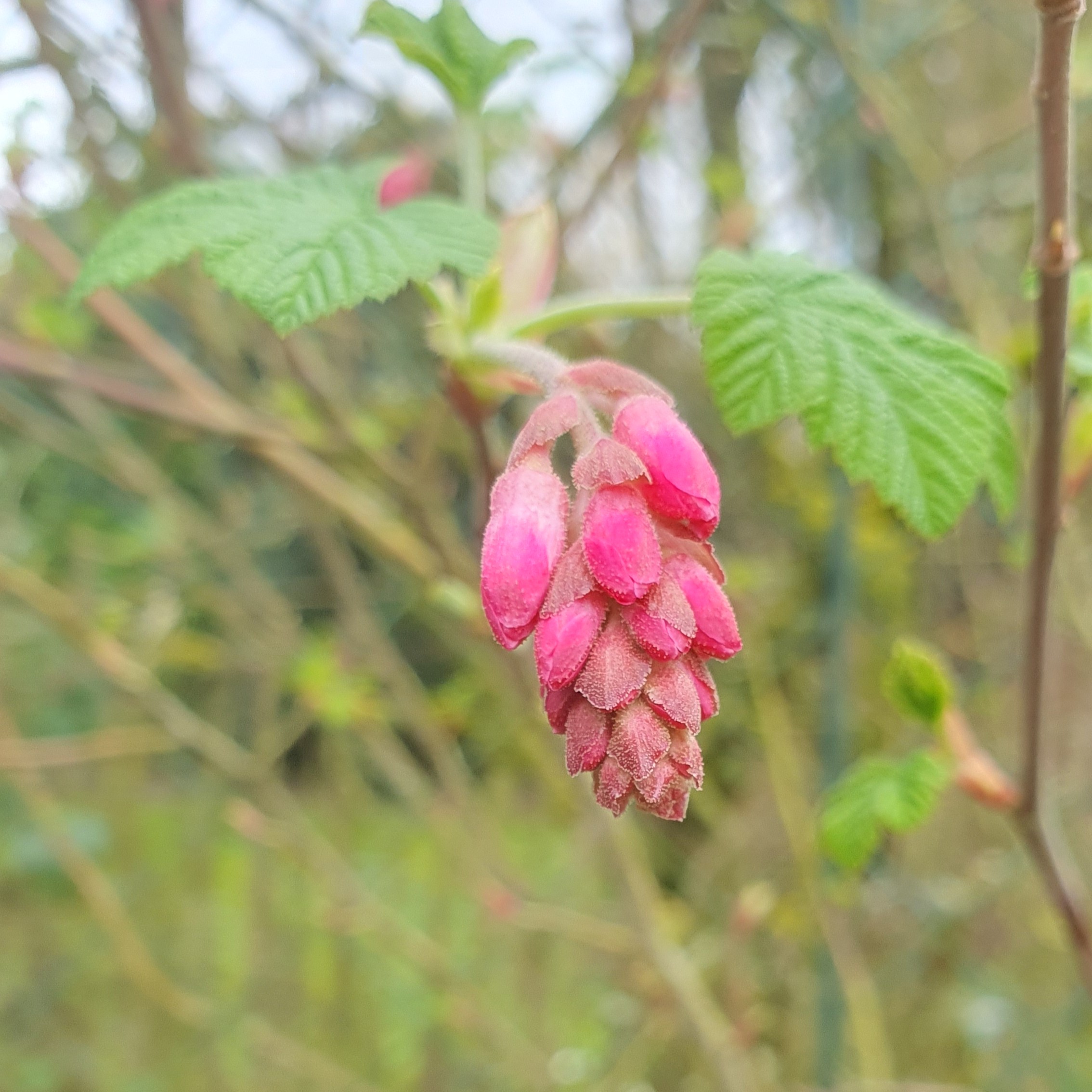 Fleurs de groseiller