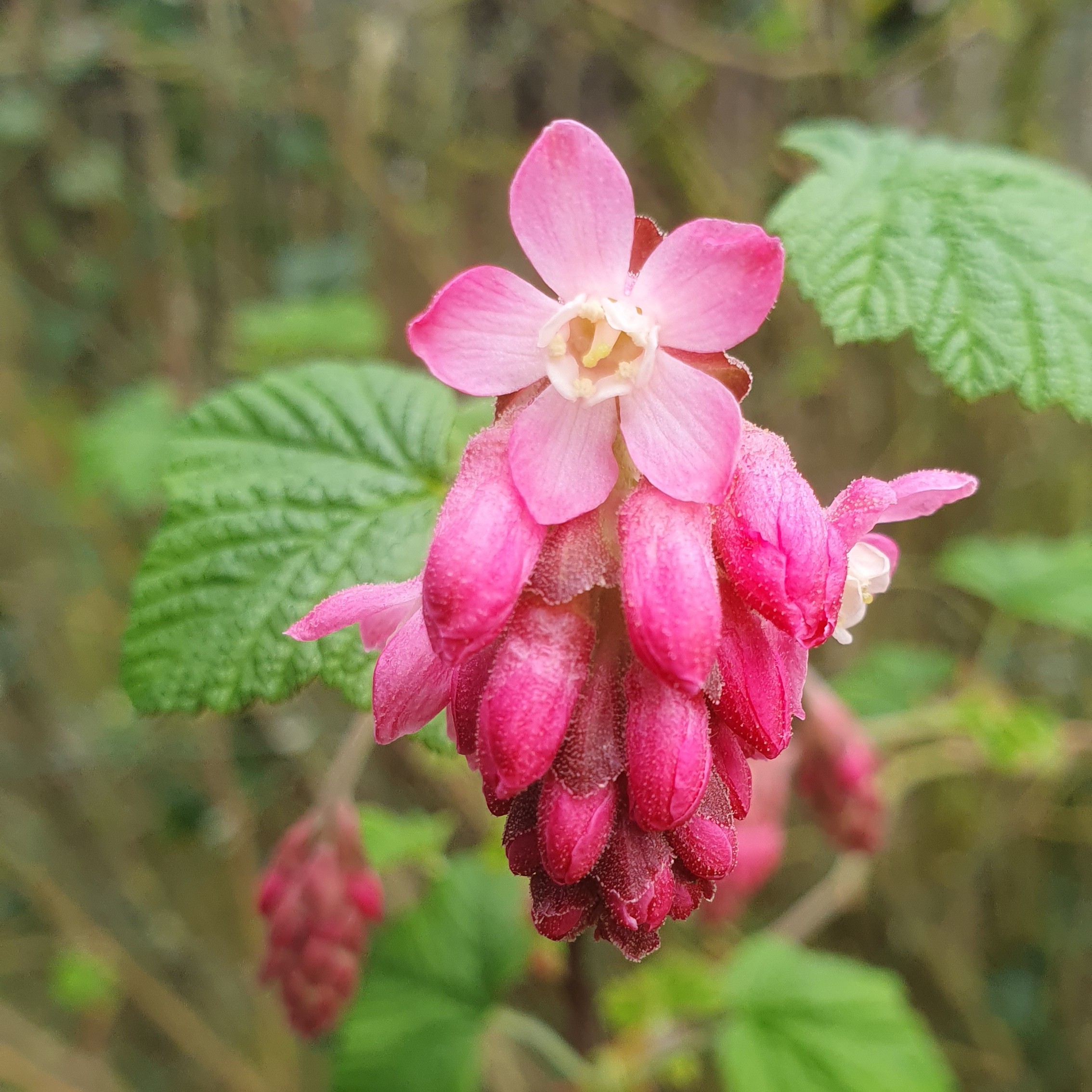 Fleurs de groseiller en gros plan