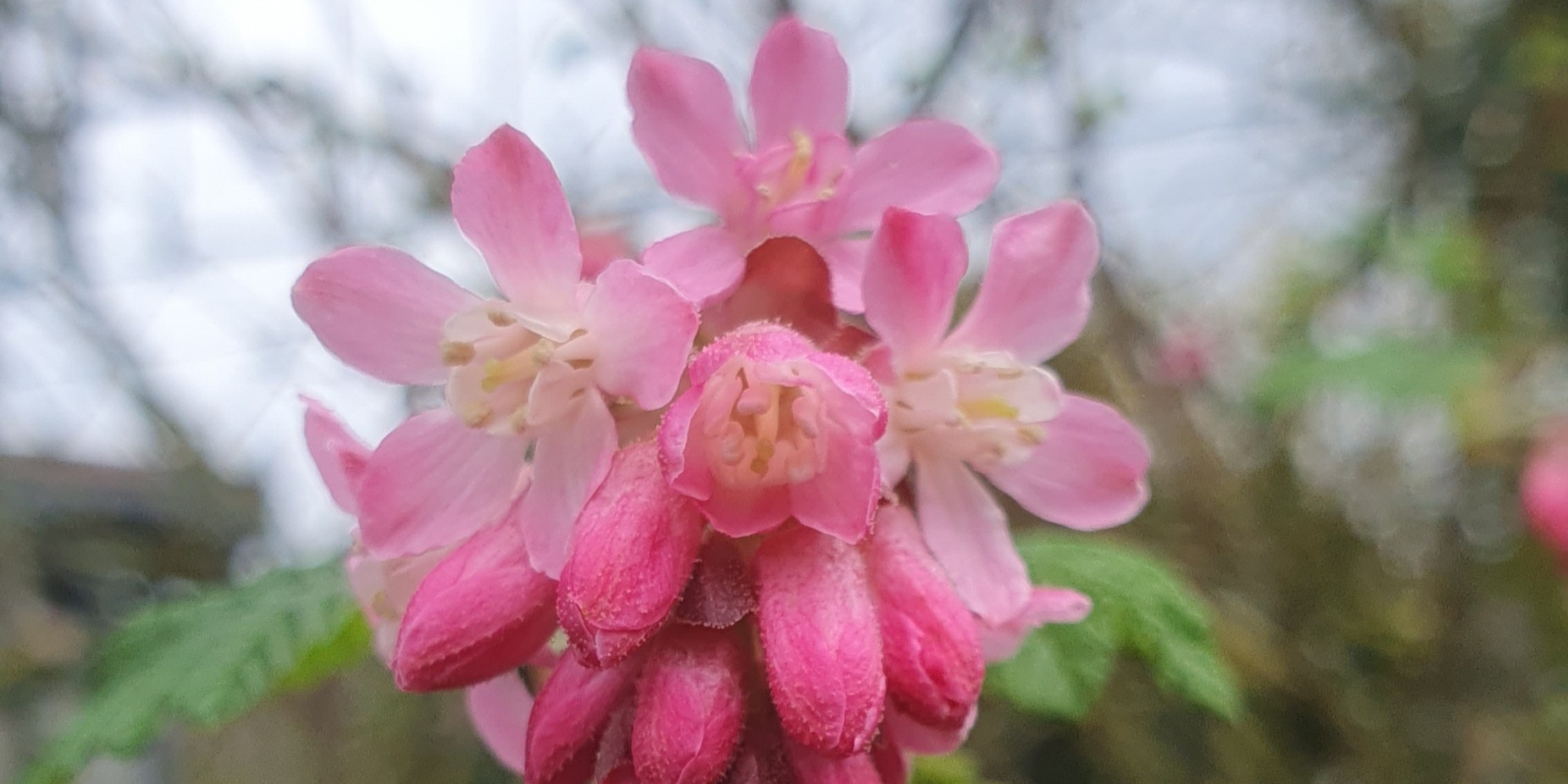 Groseiller à fleurs