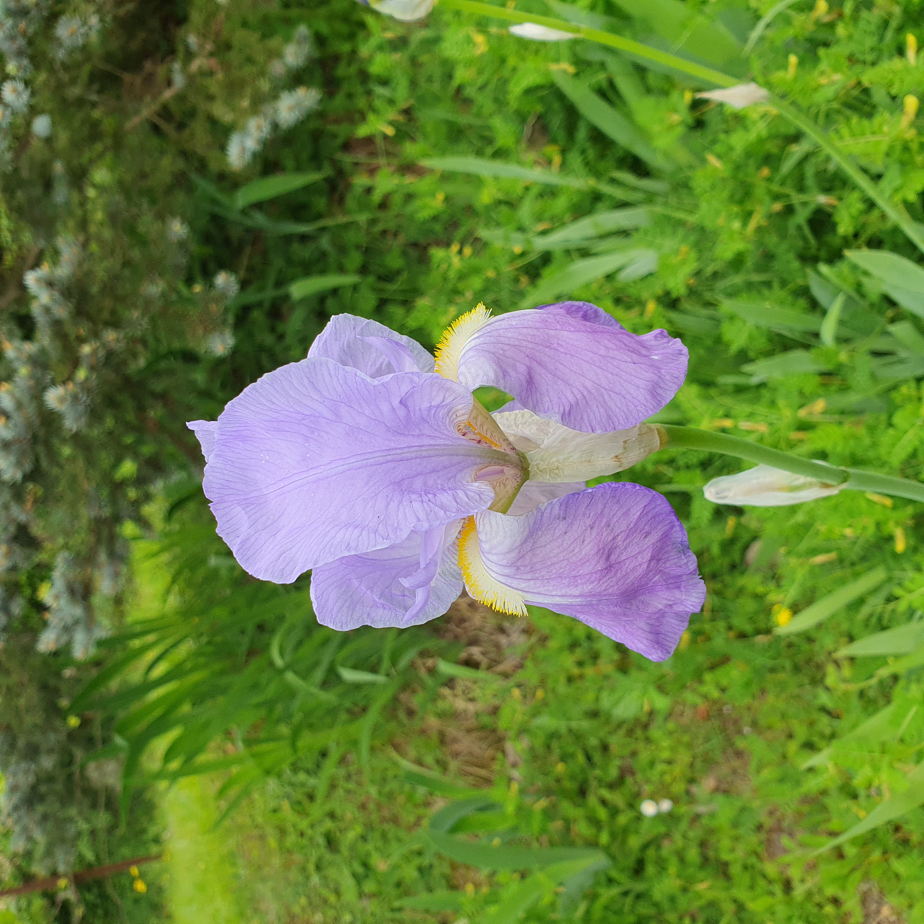 Iris bleu