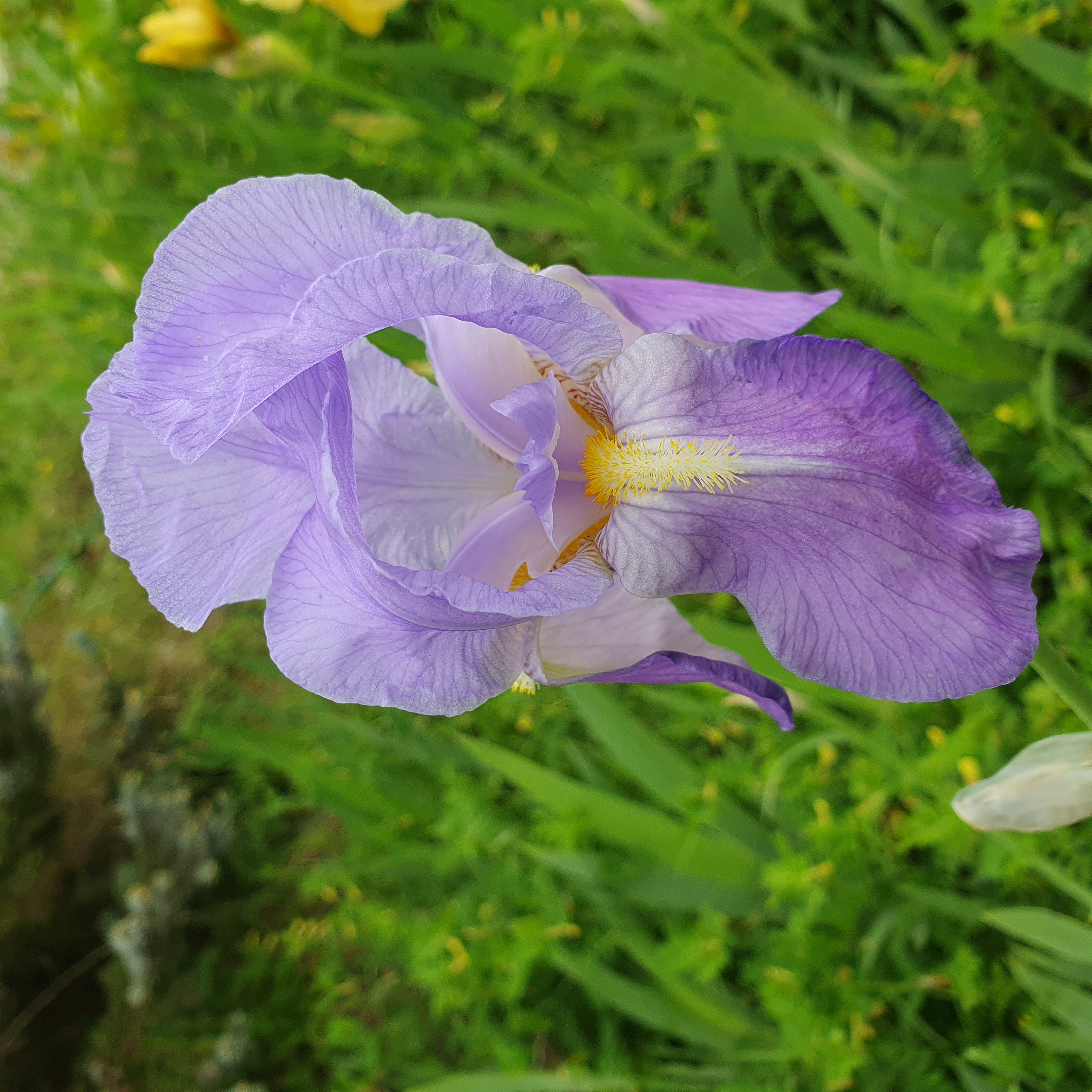 Iris bleu