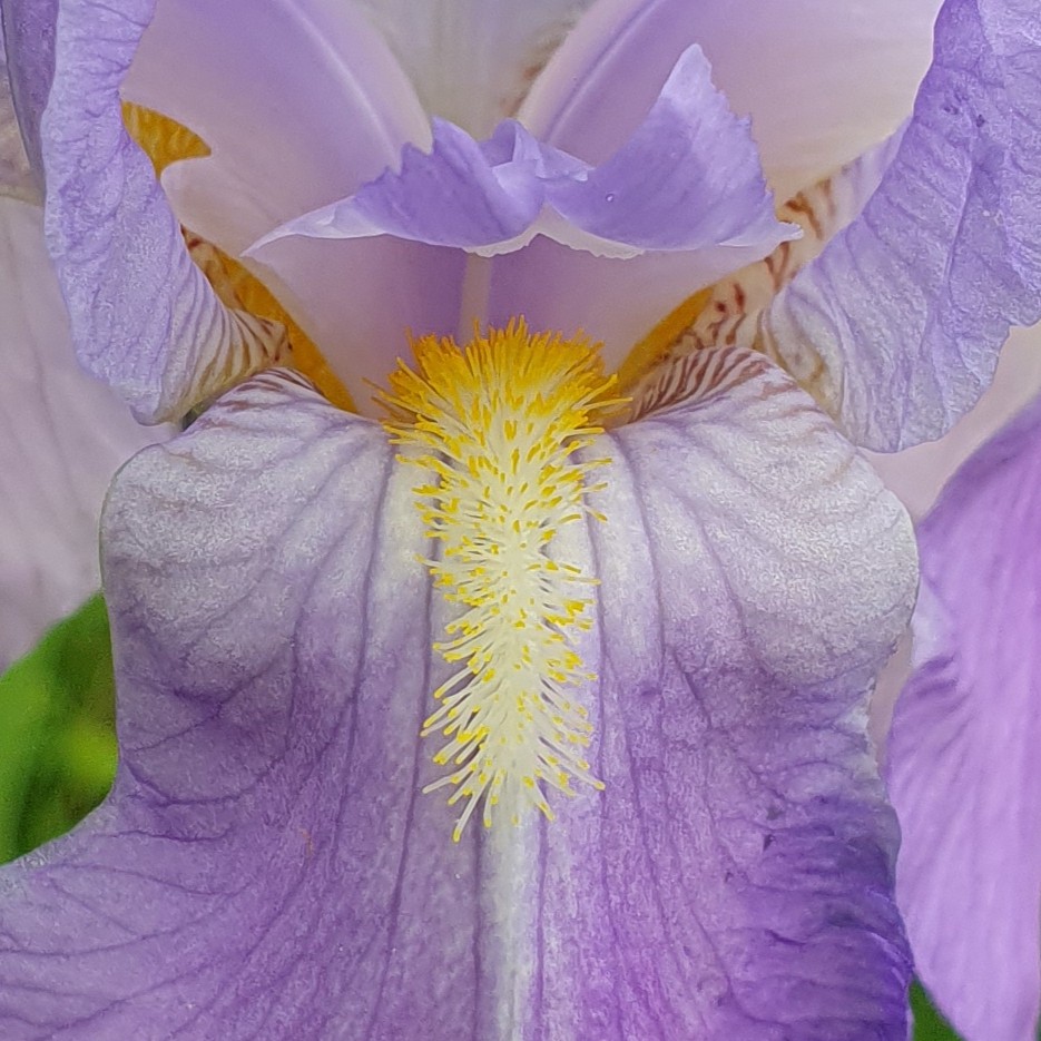 Iris bleu gros plan