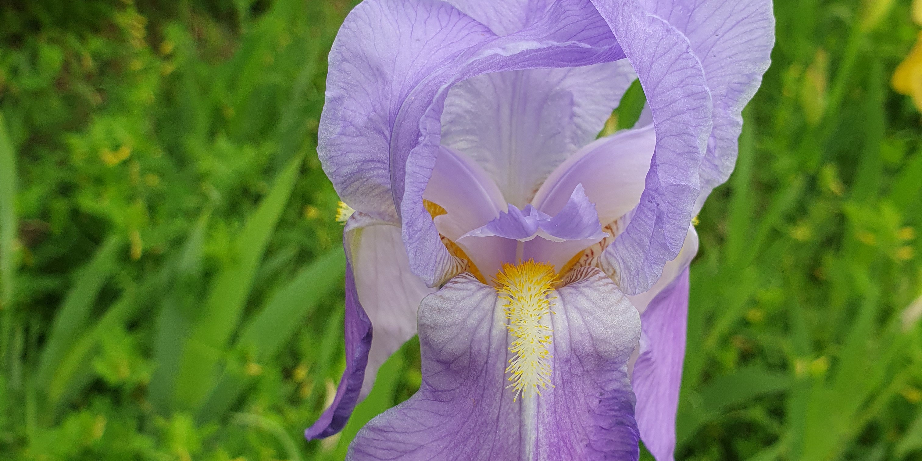 Iris bleu