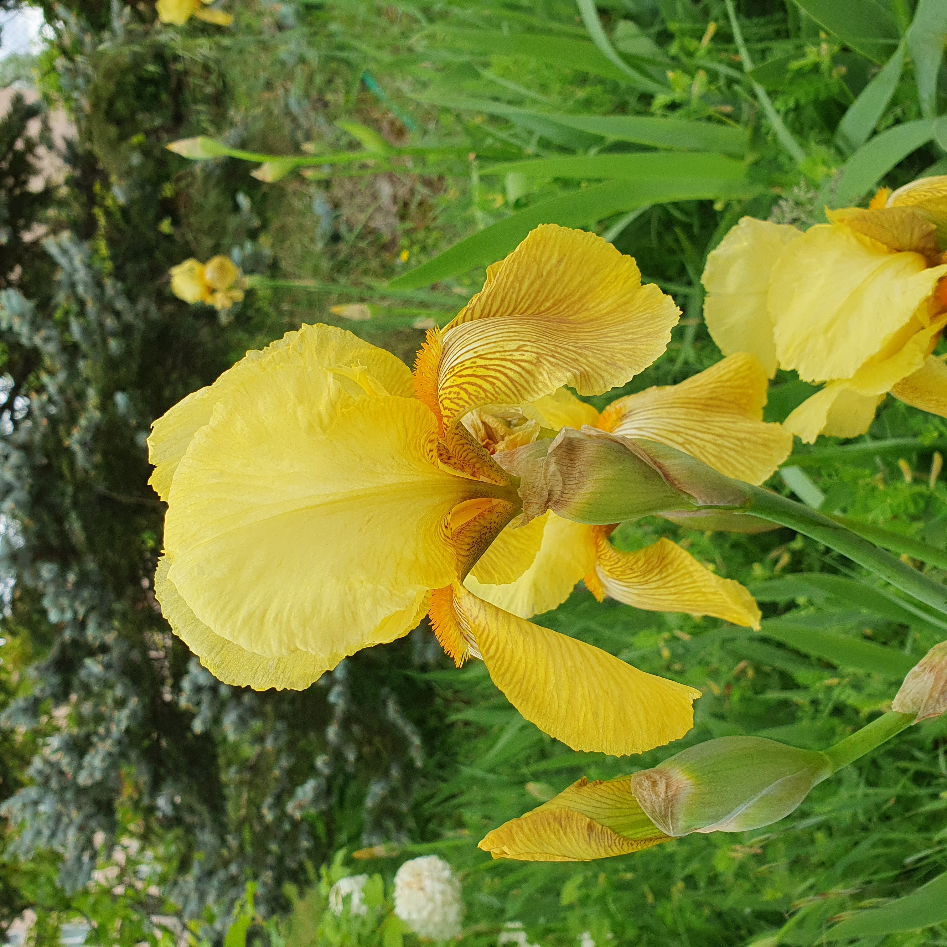 Iris jaune