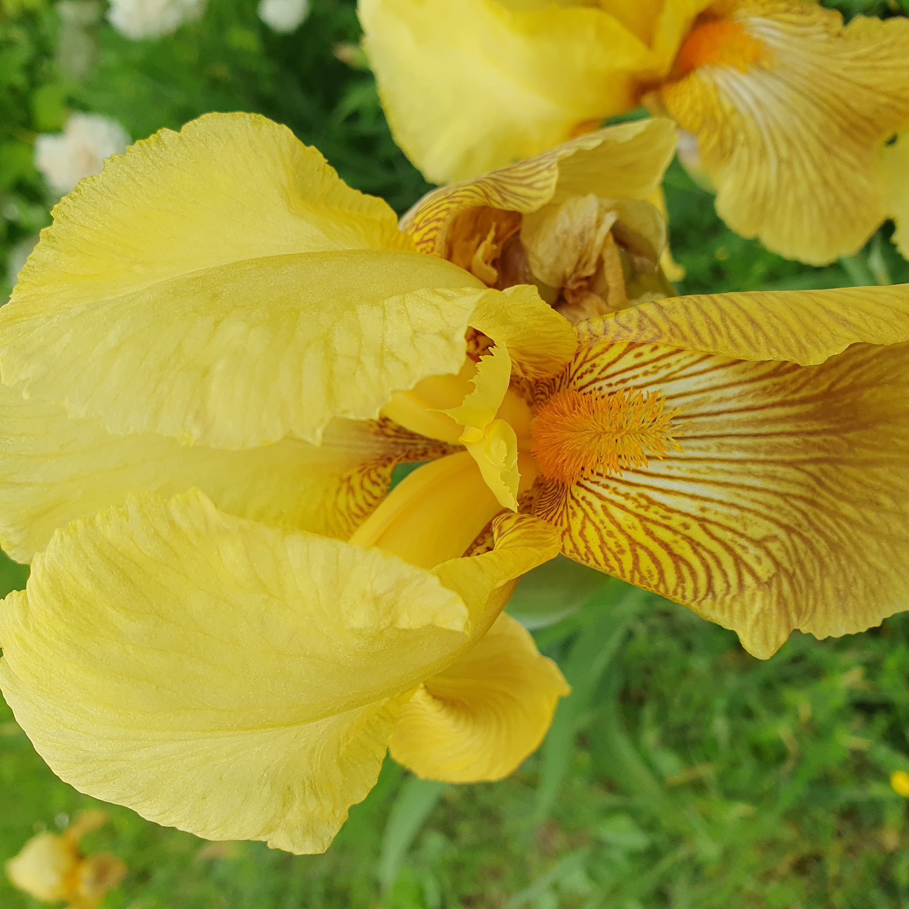 Iris jaune de près