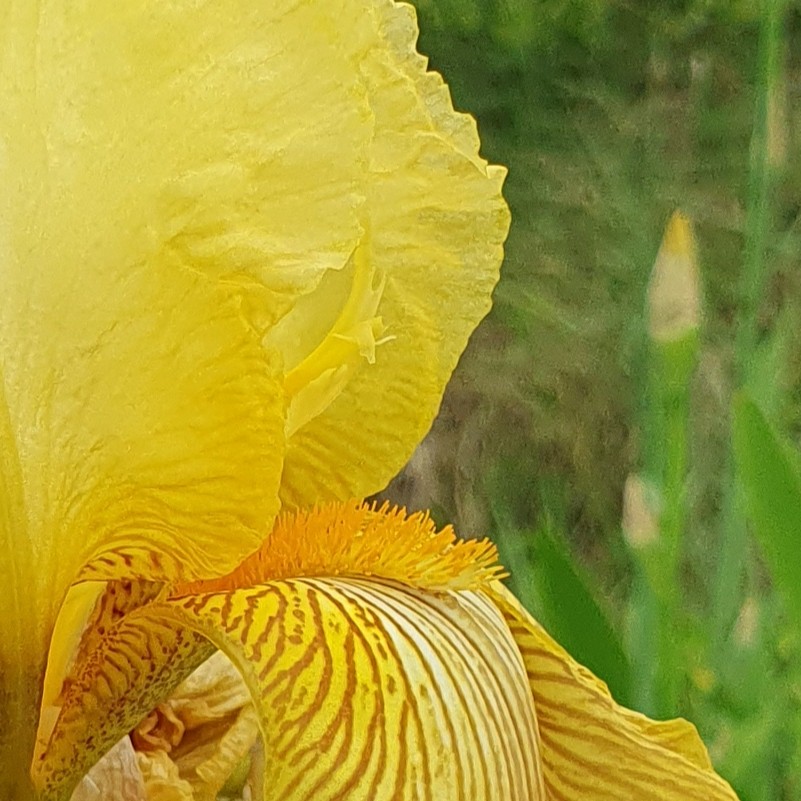 Iris jaune gros plan