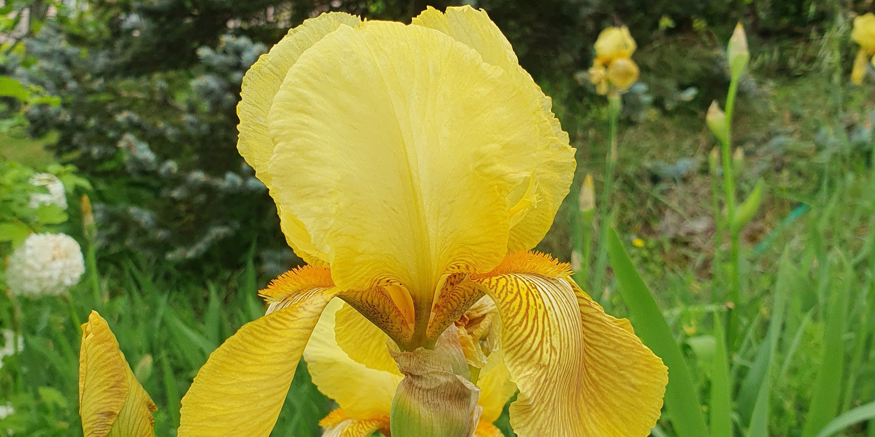 Iris jaune
