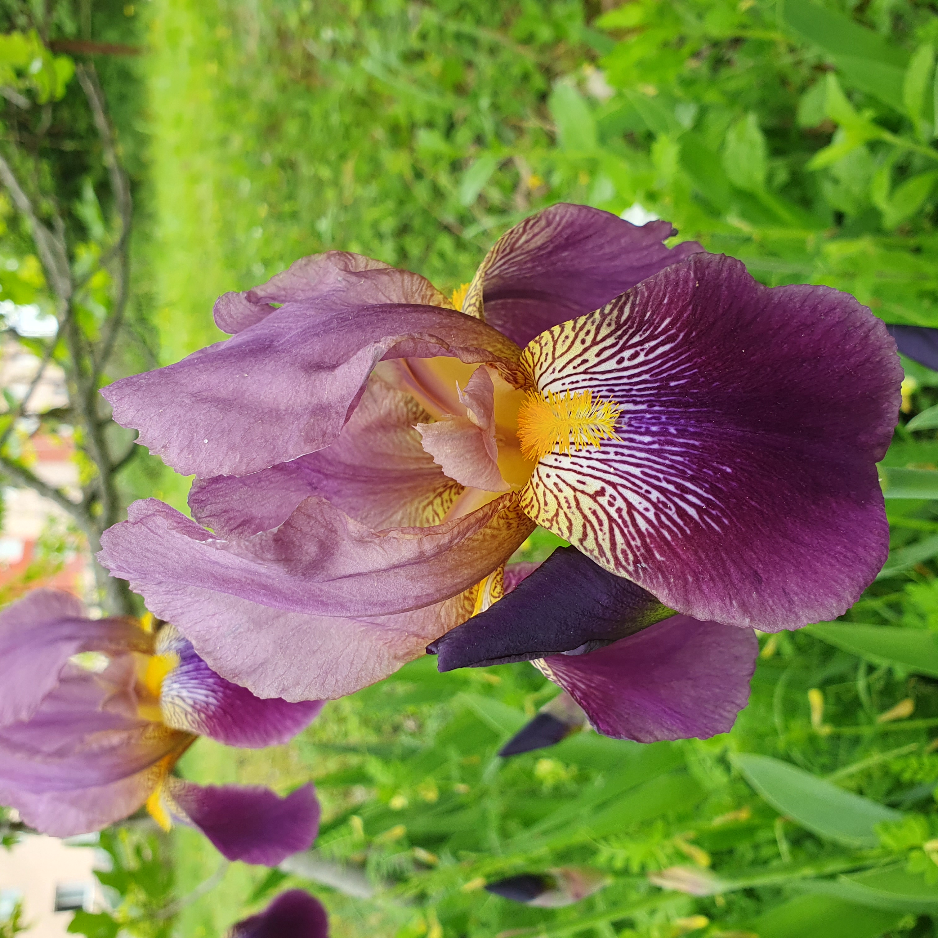 Iris violet