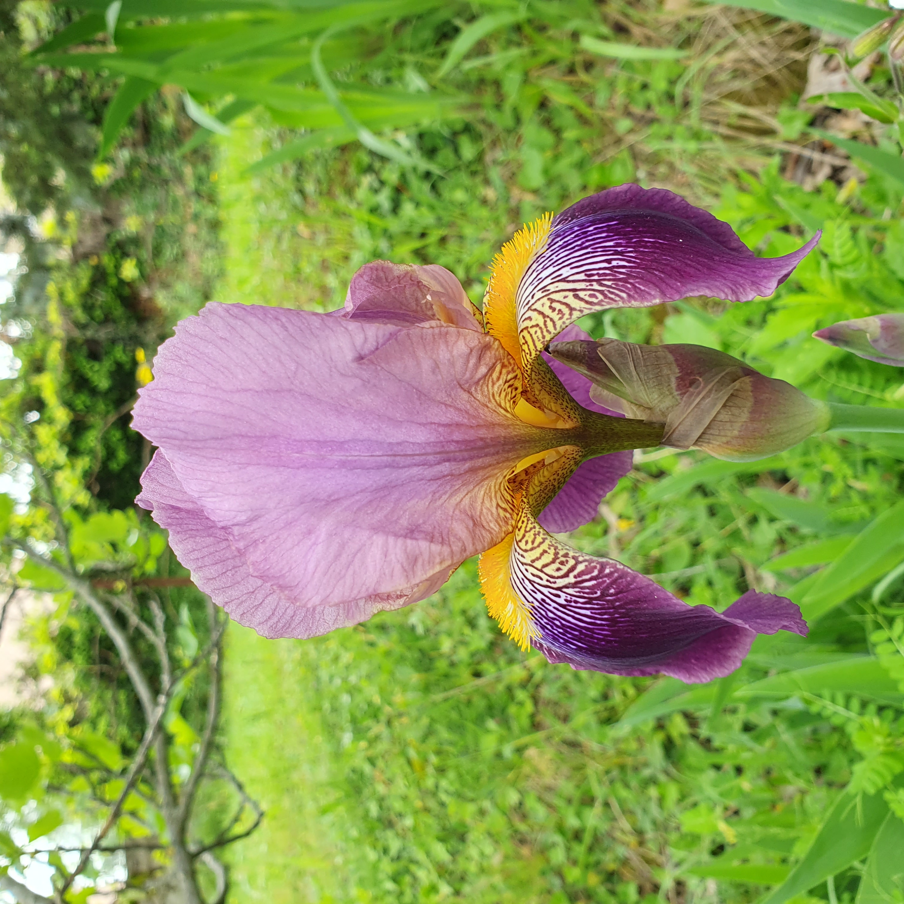 Iris violet