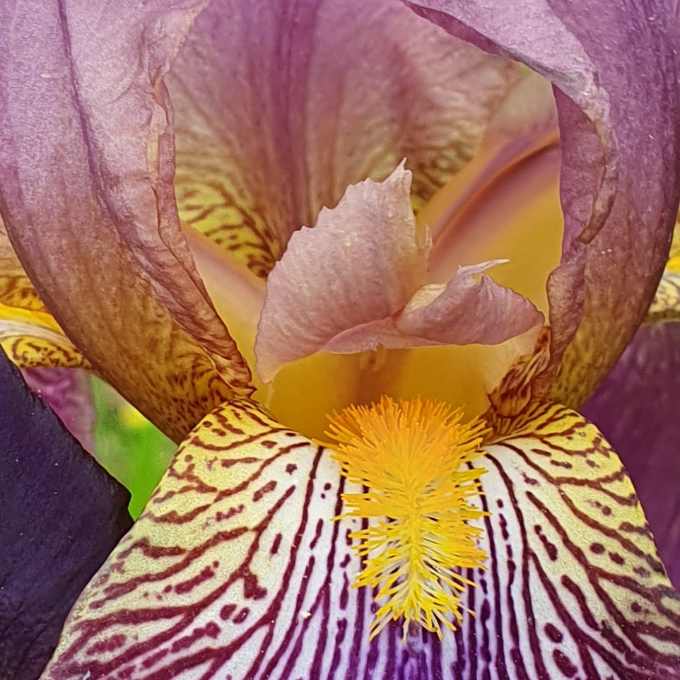 Iris violet gros plan