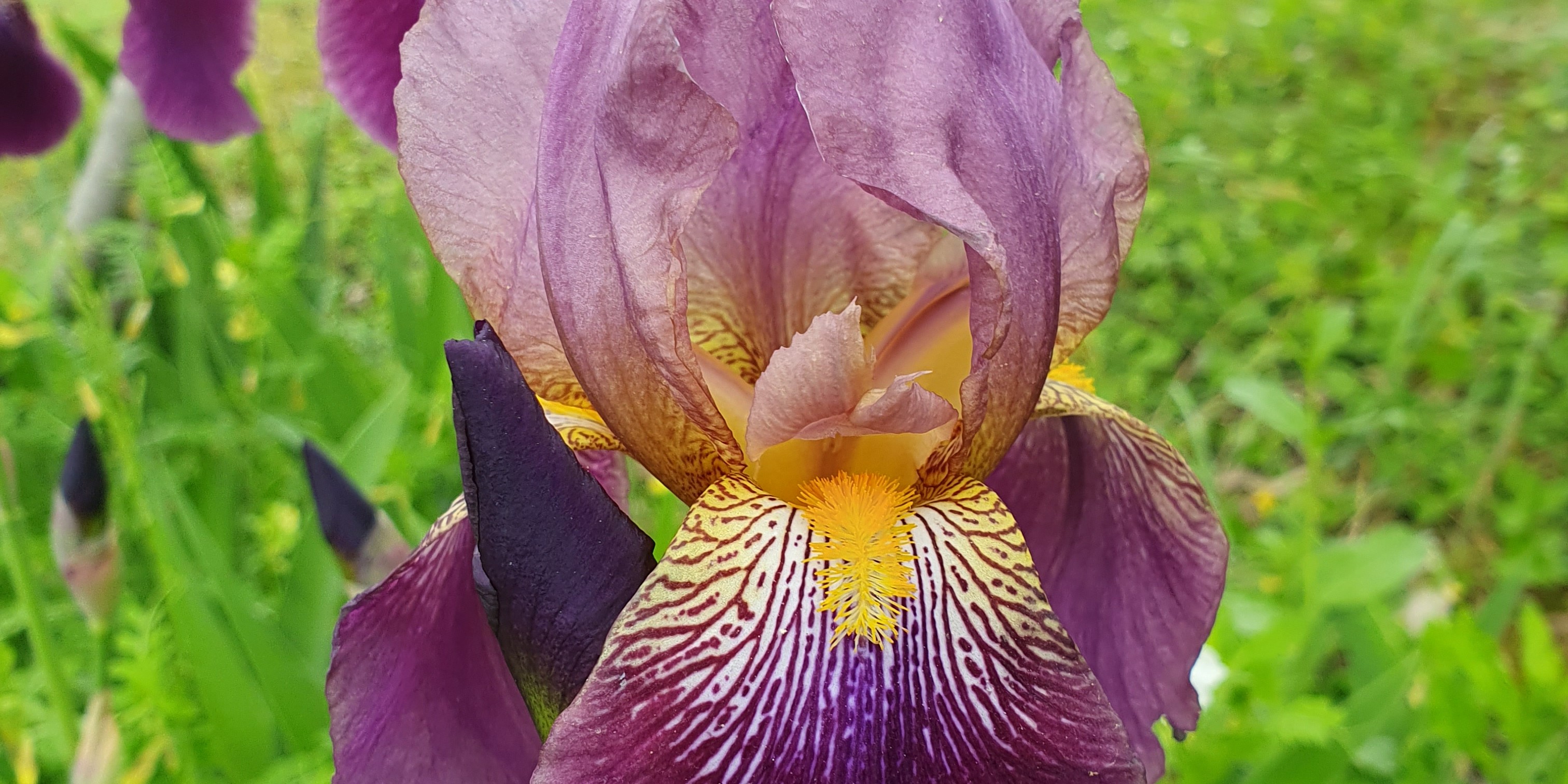 Iris violet