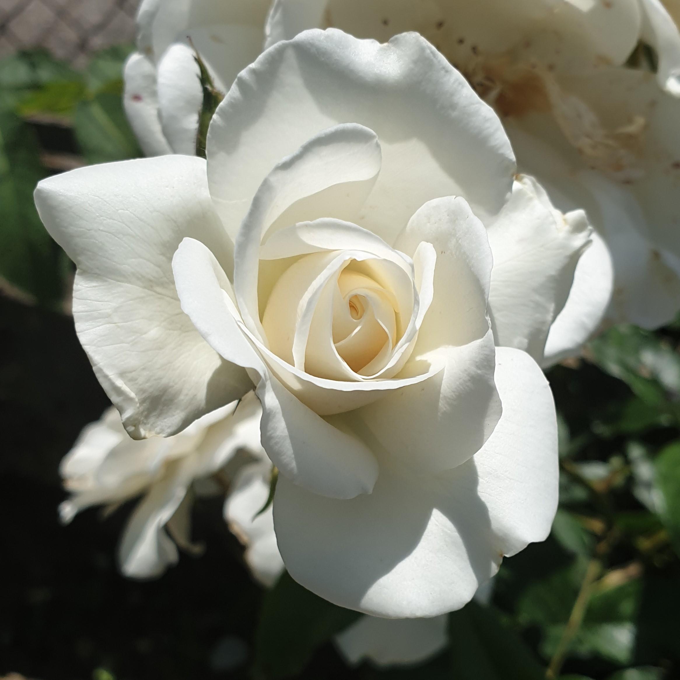 Rose blanche
