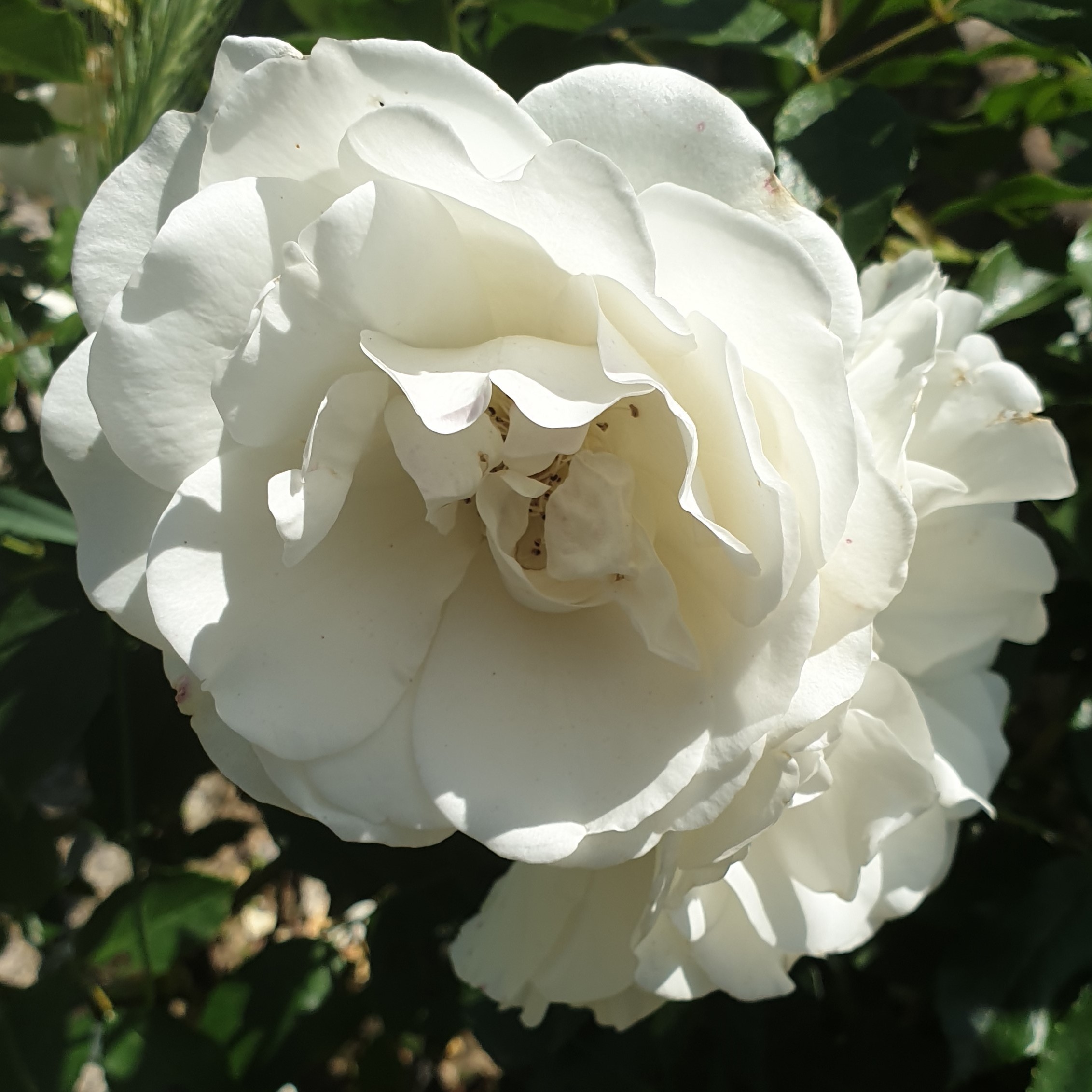 Rose blanche