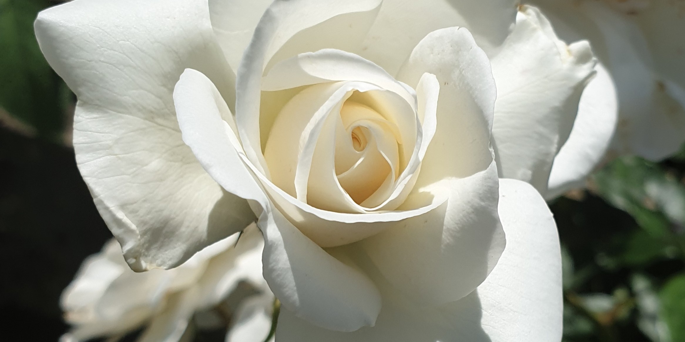 Rosier blanc