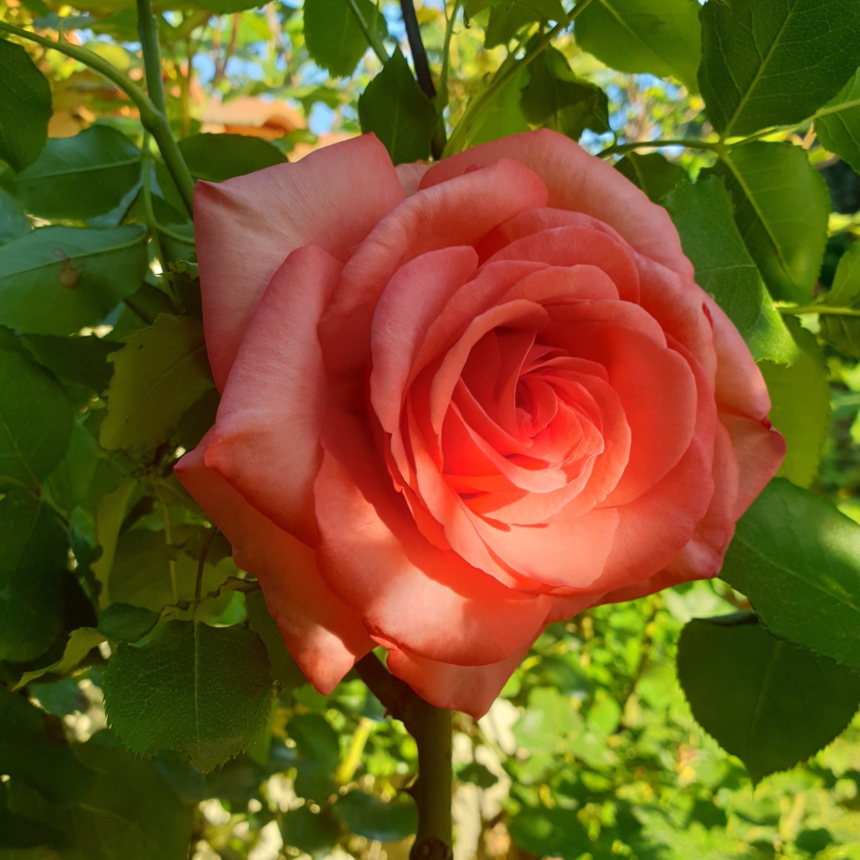 Rose orange
