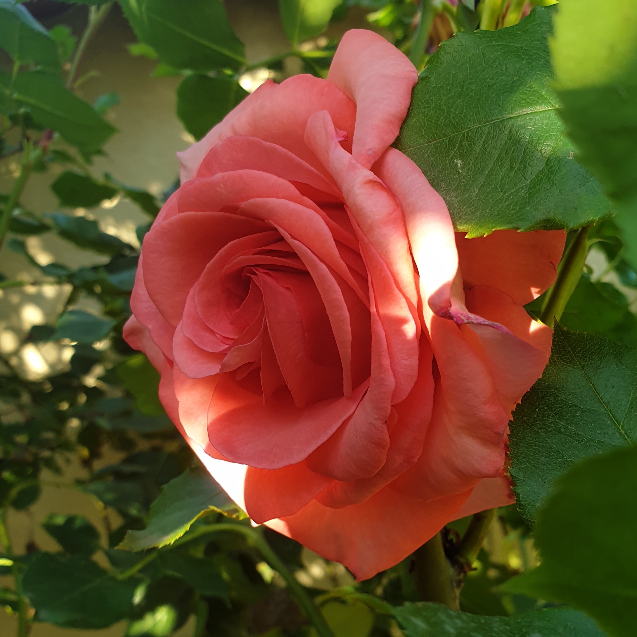 Rose orange