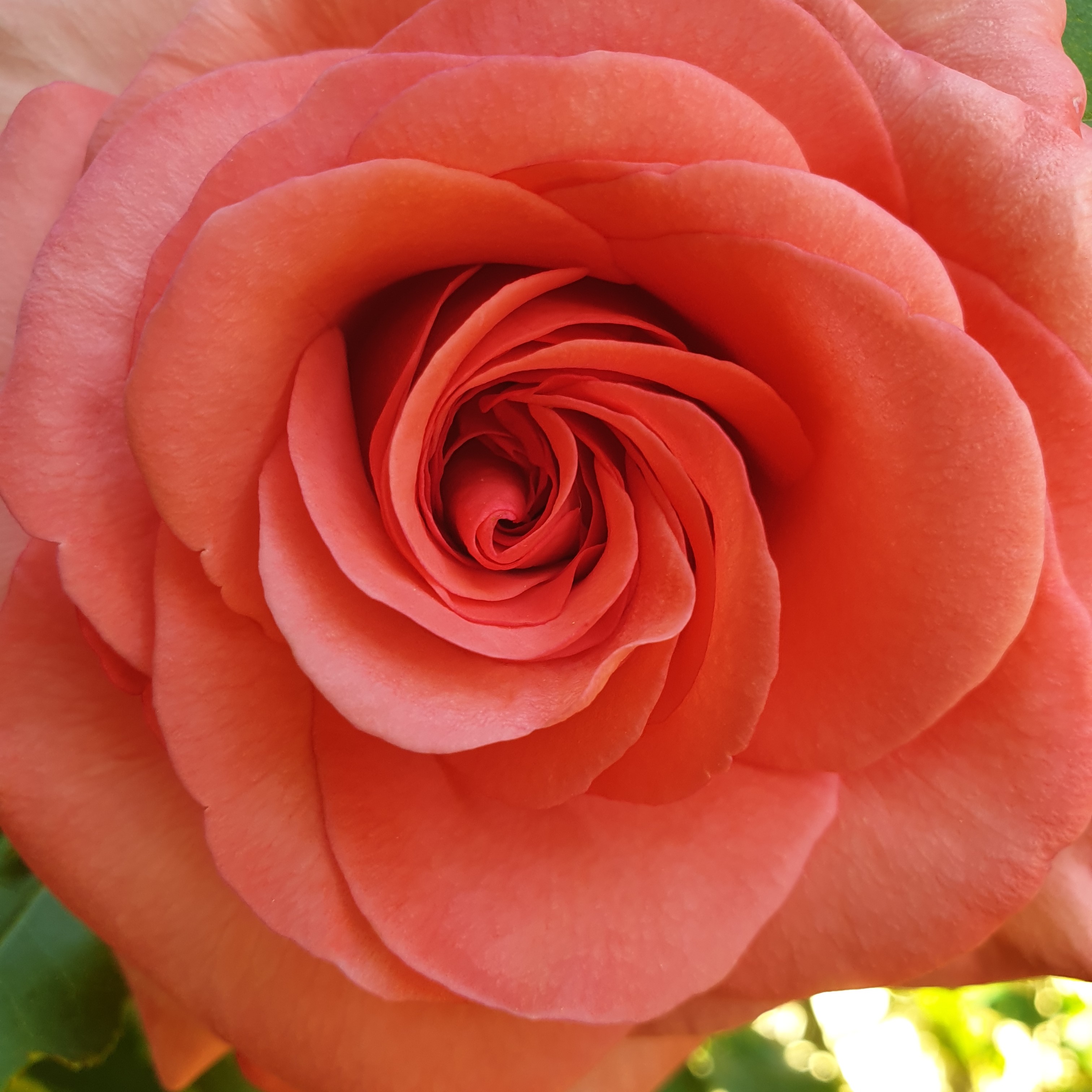 Rose orange