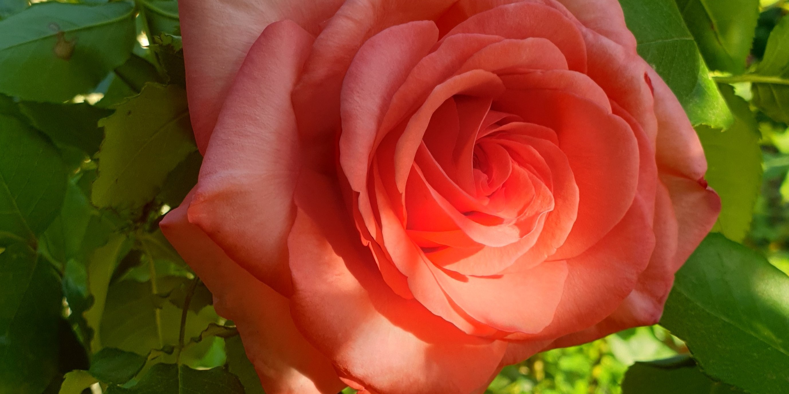 Rosier orange