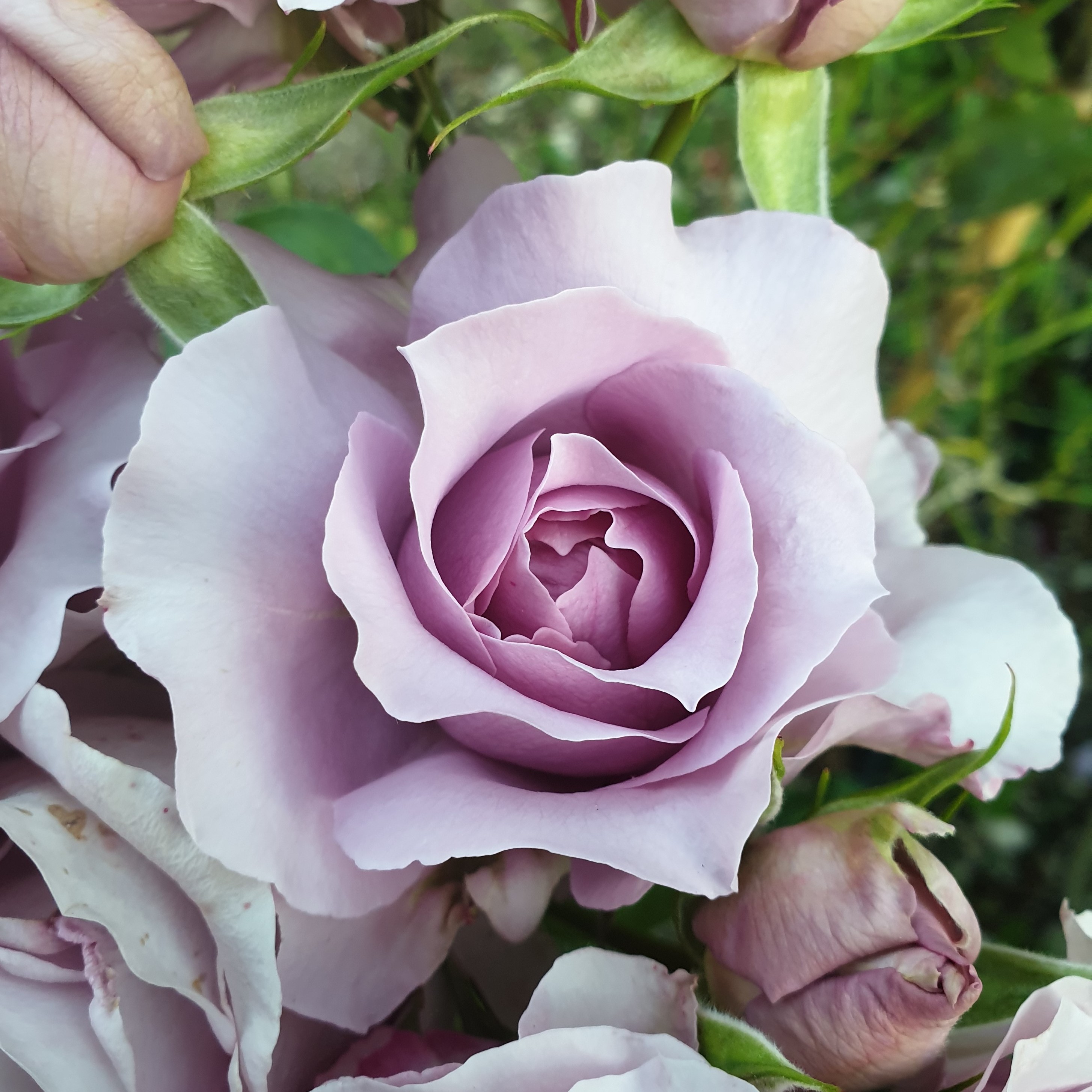Rosier violet