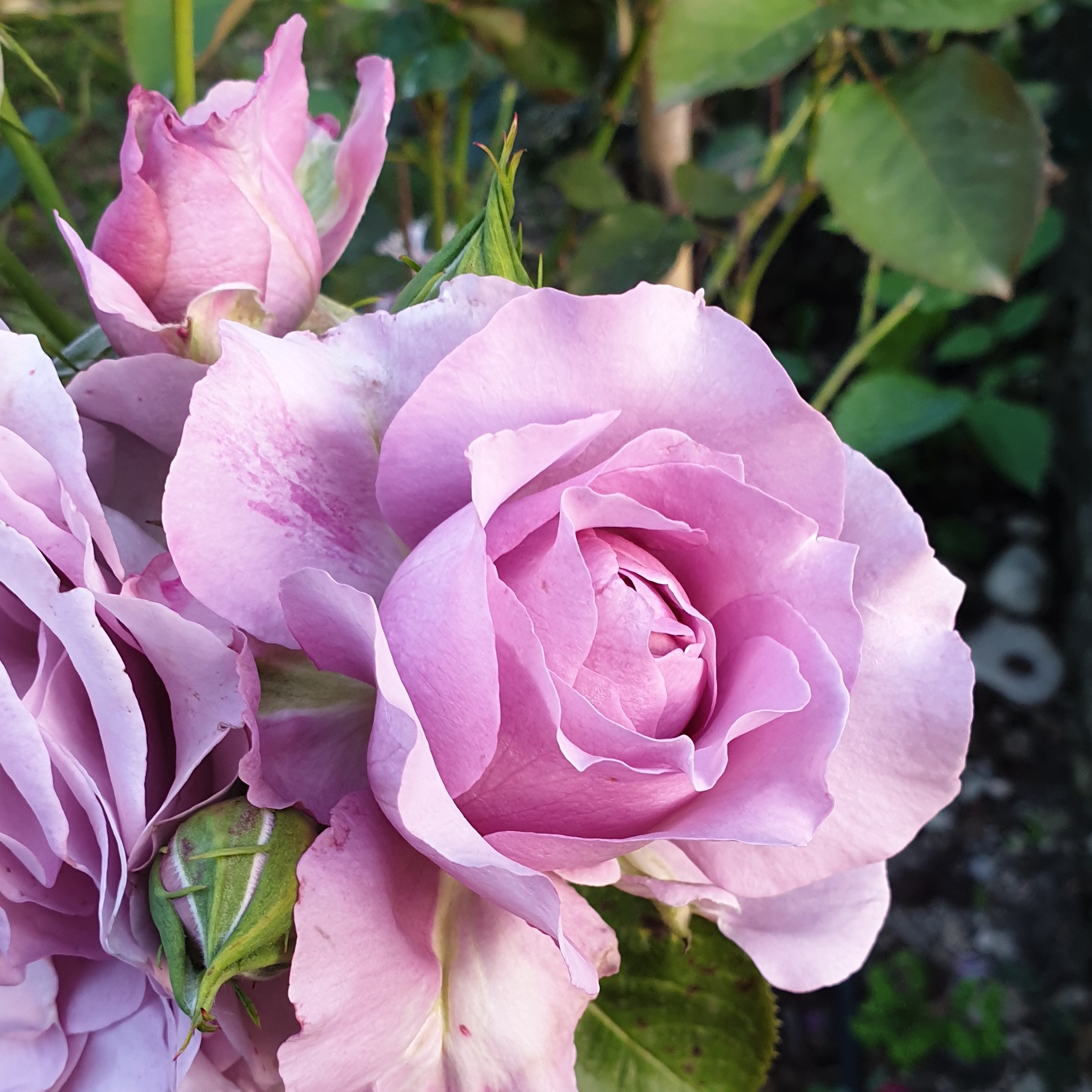 Rose violette