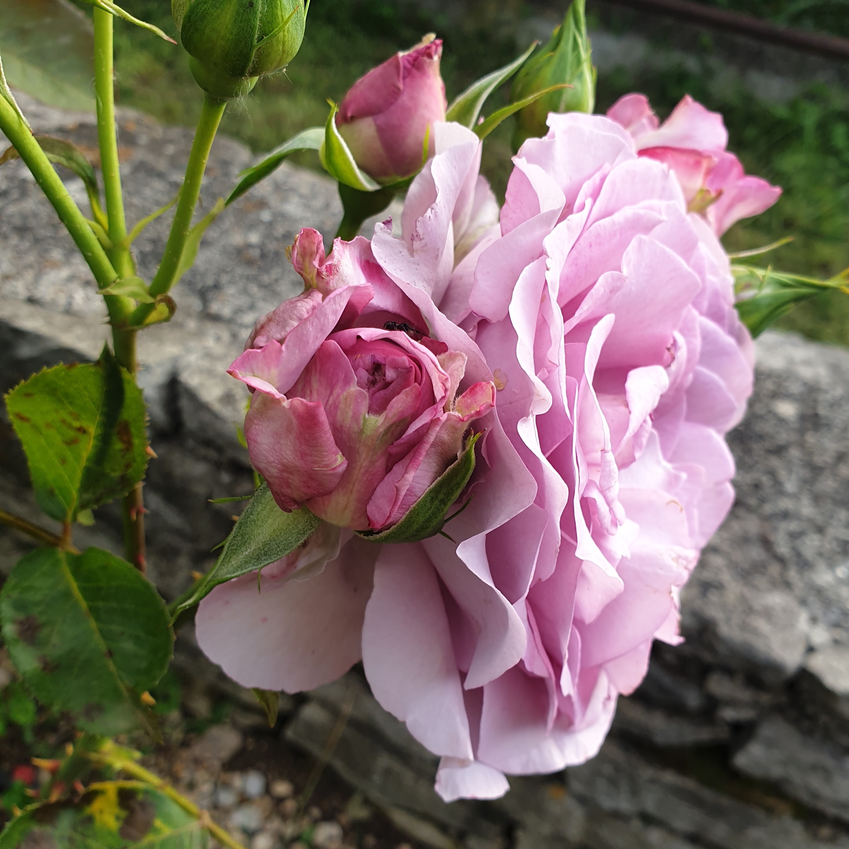 Rose violette et bouton