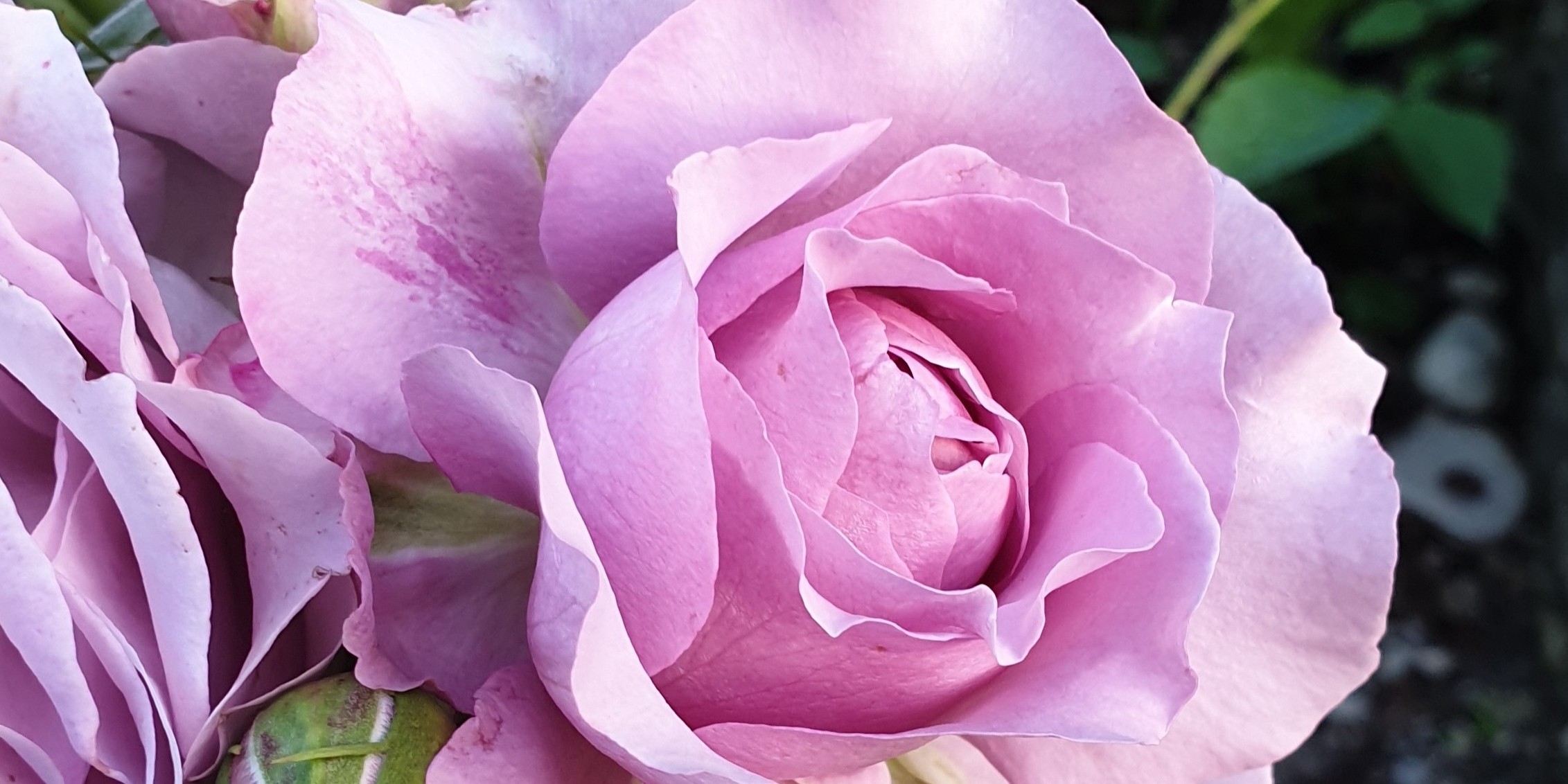 Rose violette