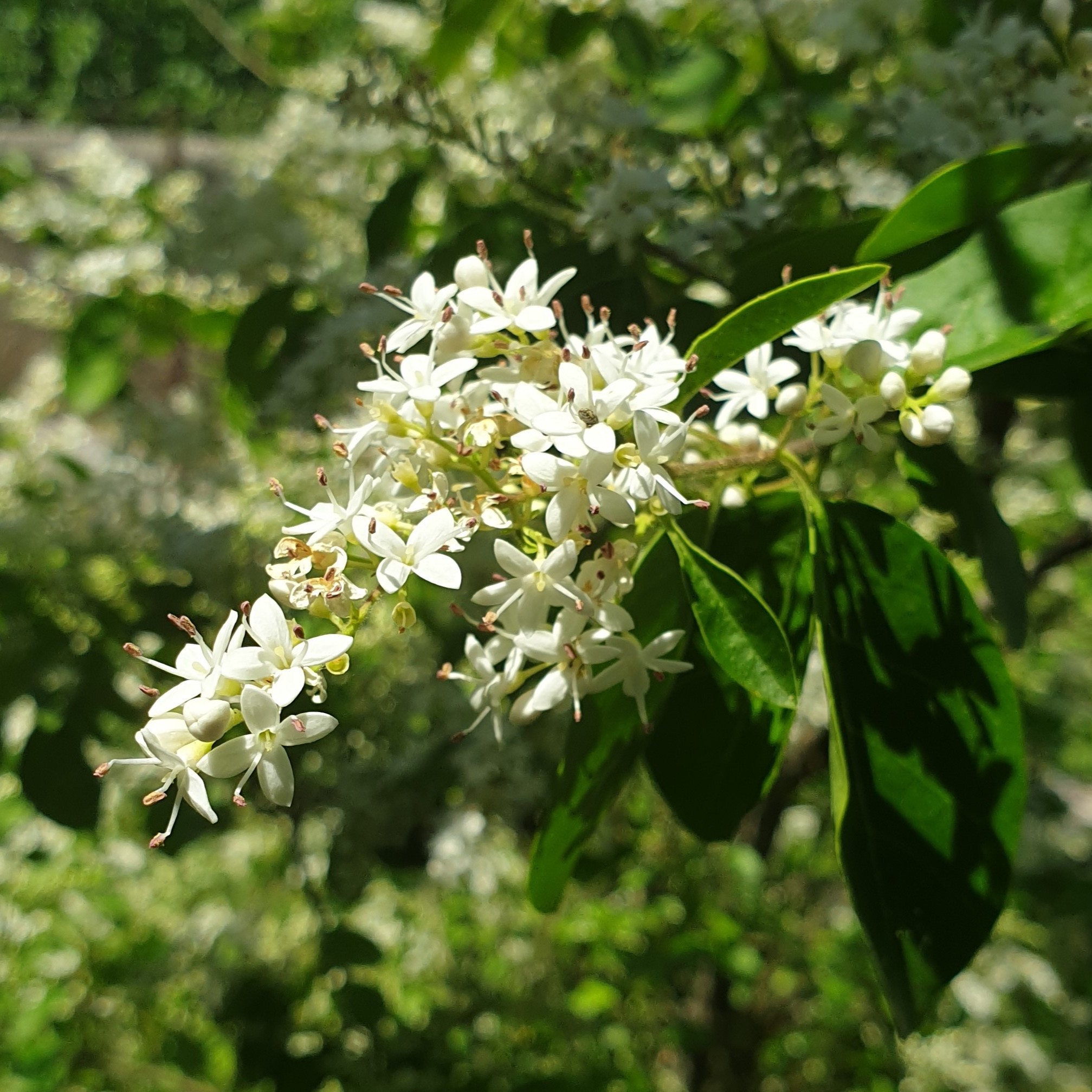 Fleurs de troène ouverte