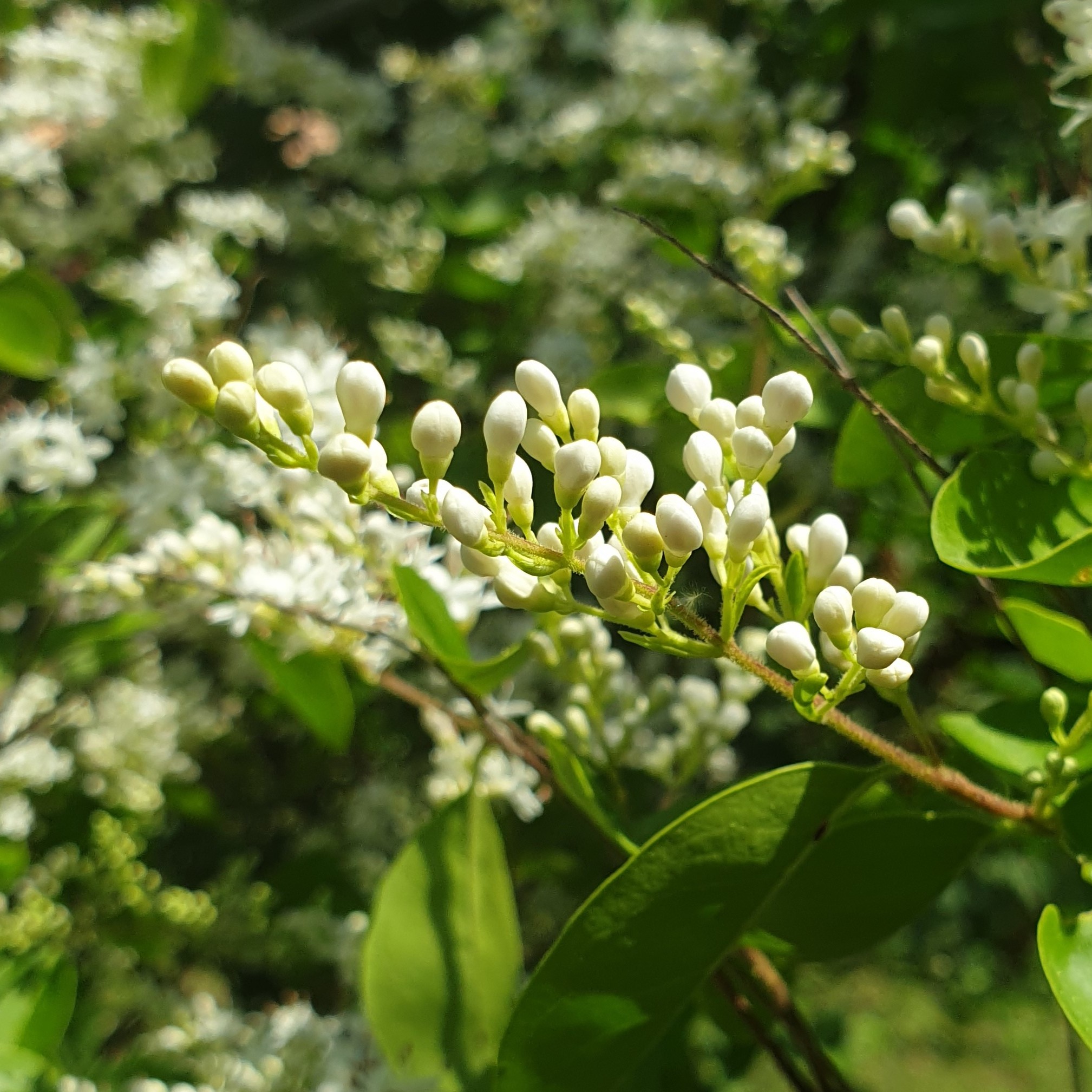 Fleurs de troène en bouton