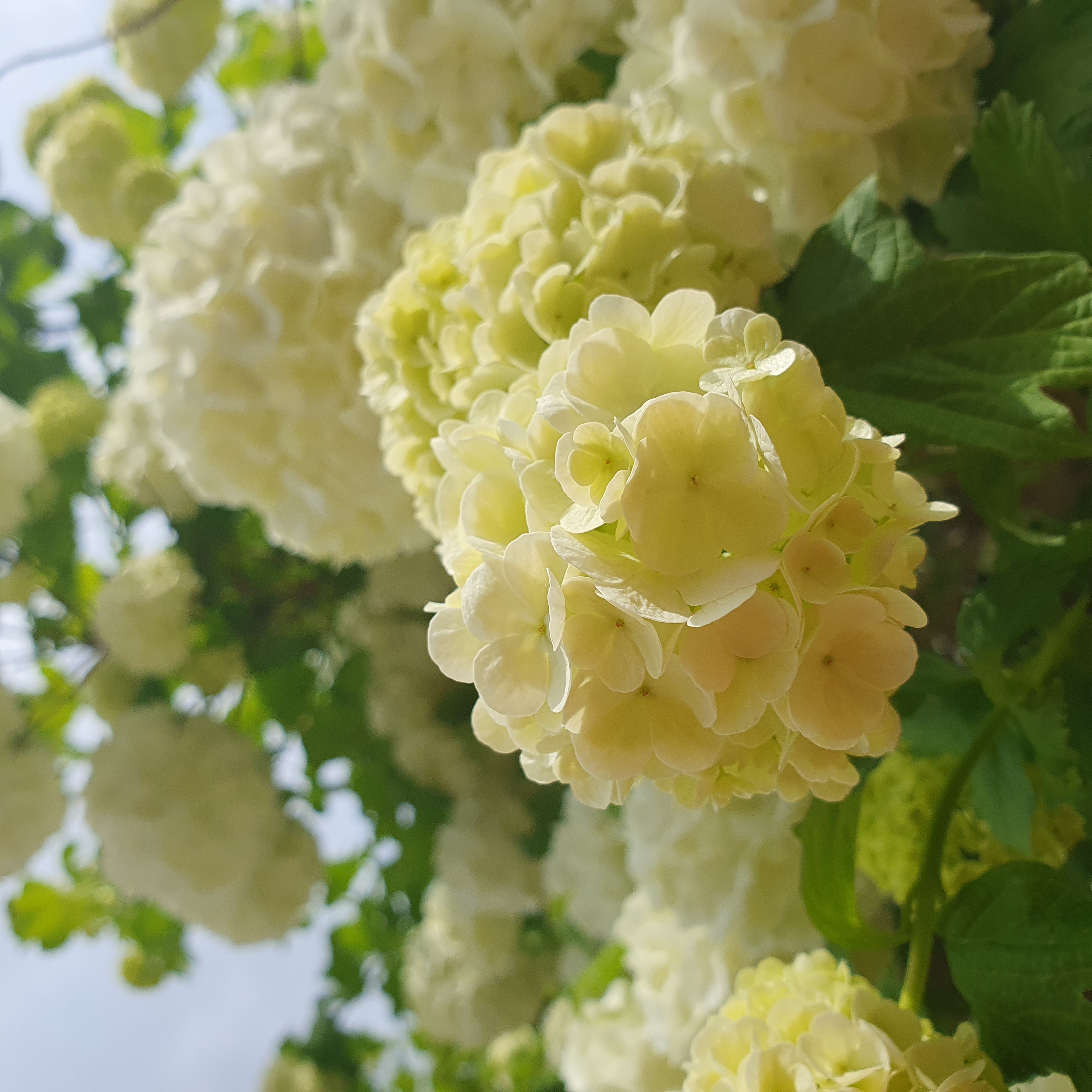 Bouquet de fleurs de viorne boule de neige