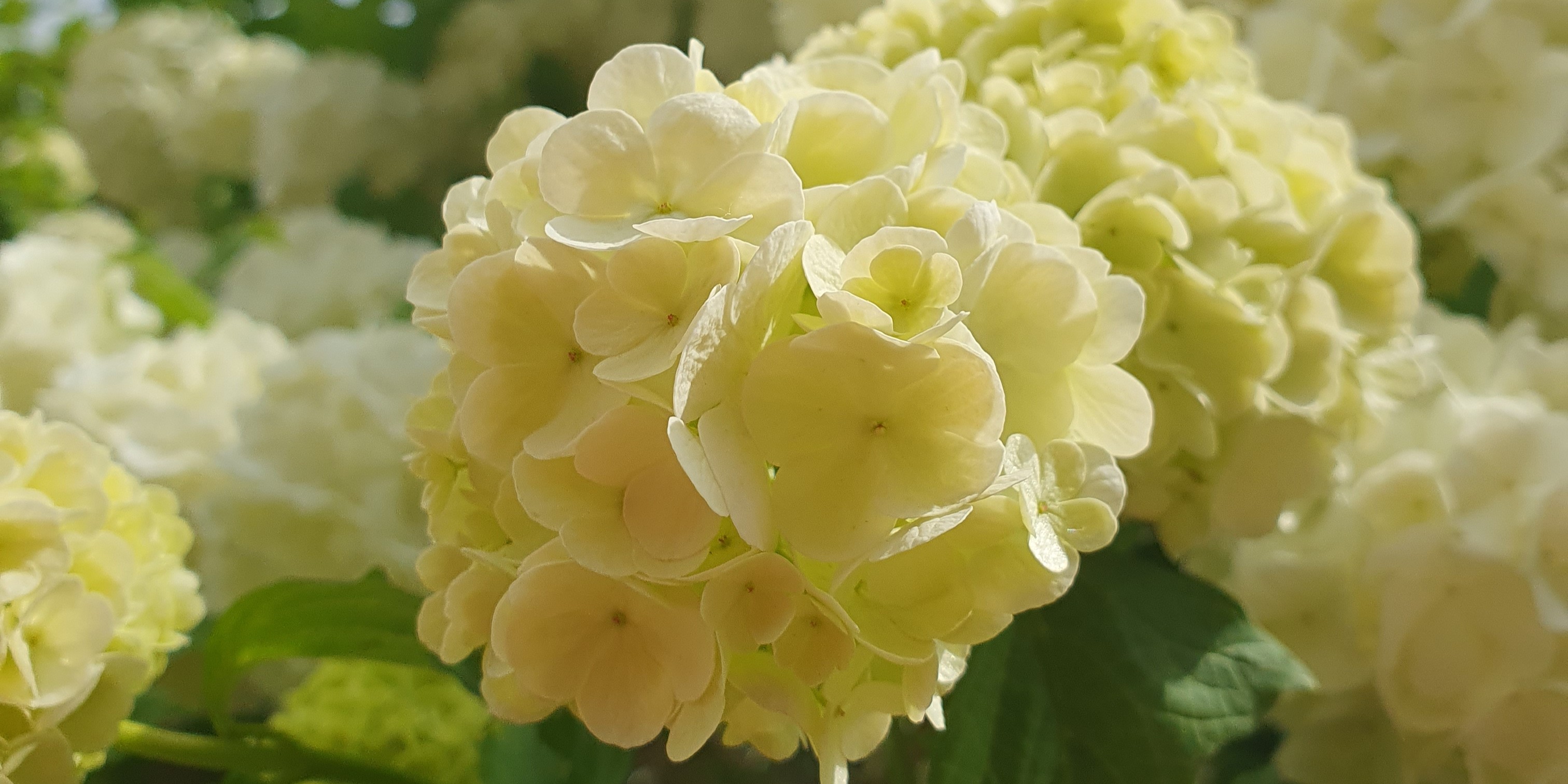 Bouquet de fleurs de viorne boule de neige